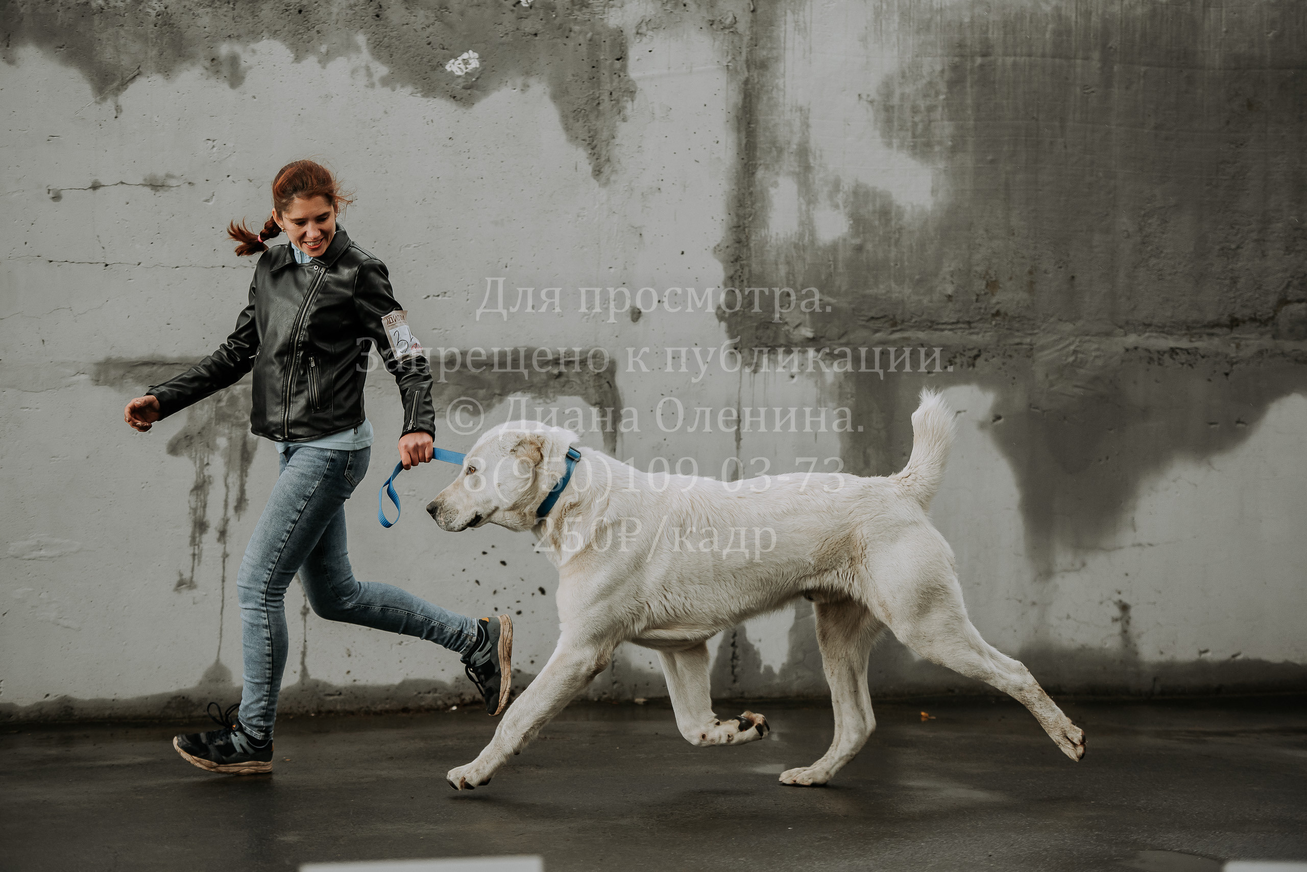 Выставка собак Братск 3 сентября 2022 Фаворит. Фотограф Диана Оленина Красноярск / Братск