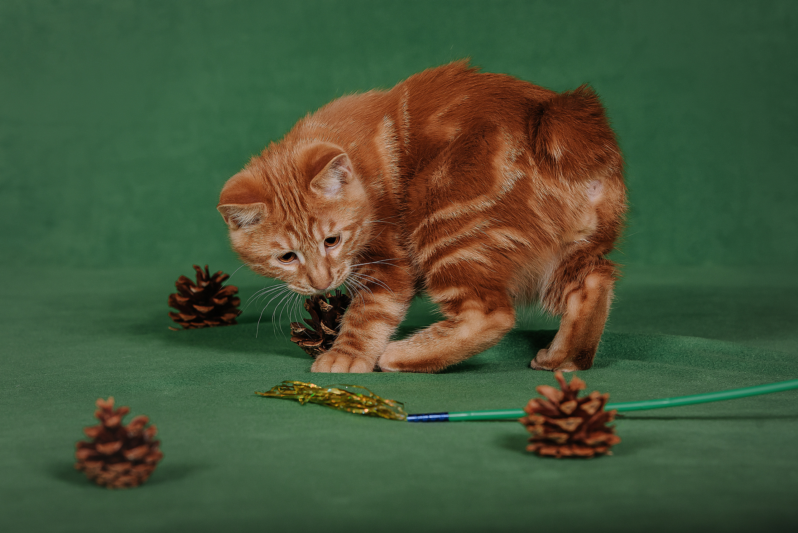 Курильский бобтейл. Фотограф Диана Оленина Красноярск / Братск