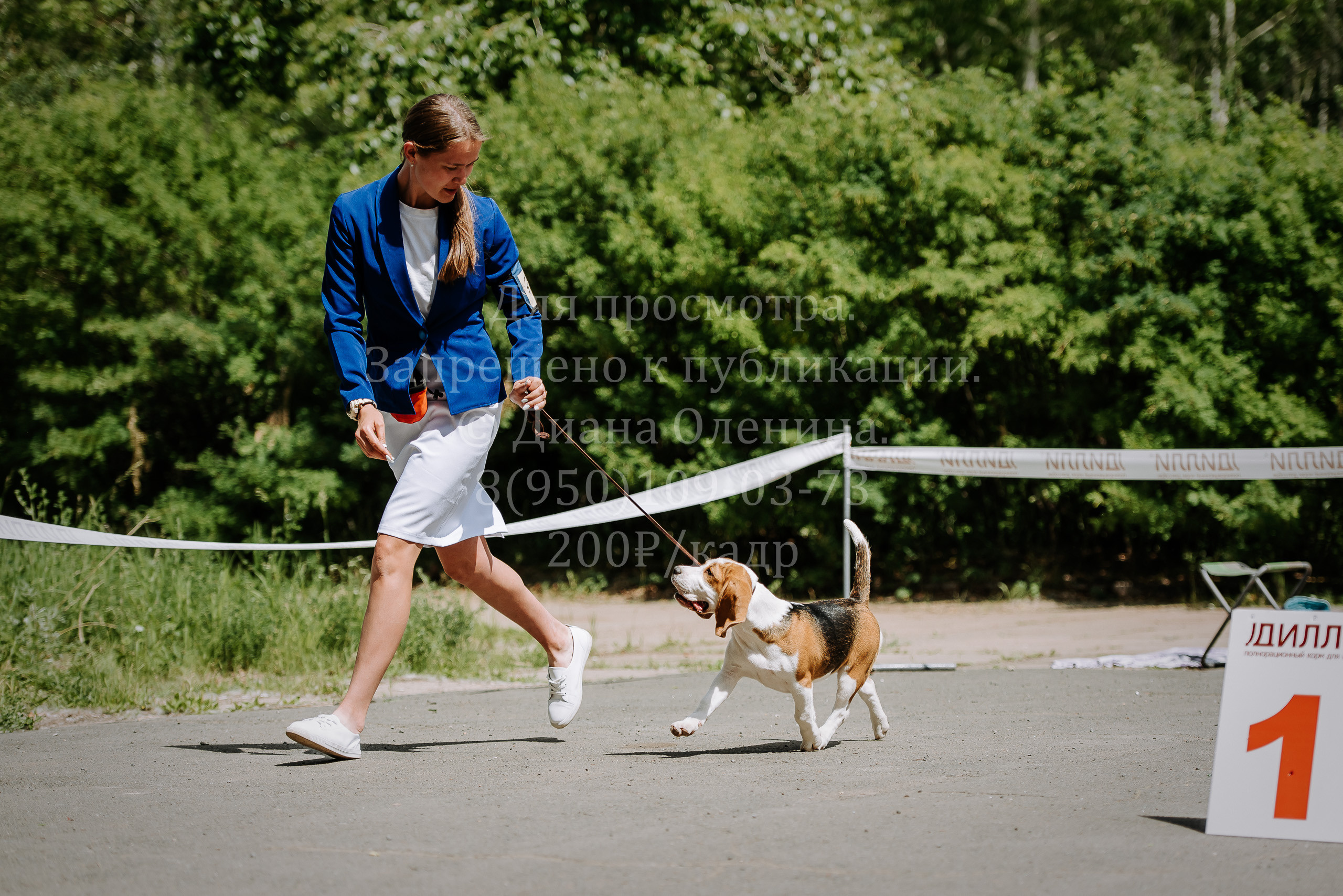 25 июня 2022 г. Братск БГОО КЛС Континенталь. Выставка собак. Фотограф Диана Оленина Красноярск / Братск