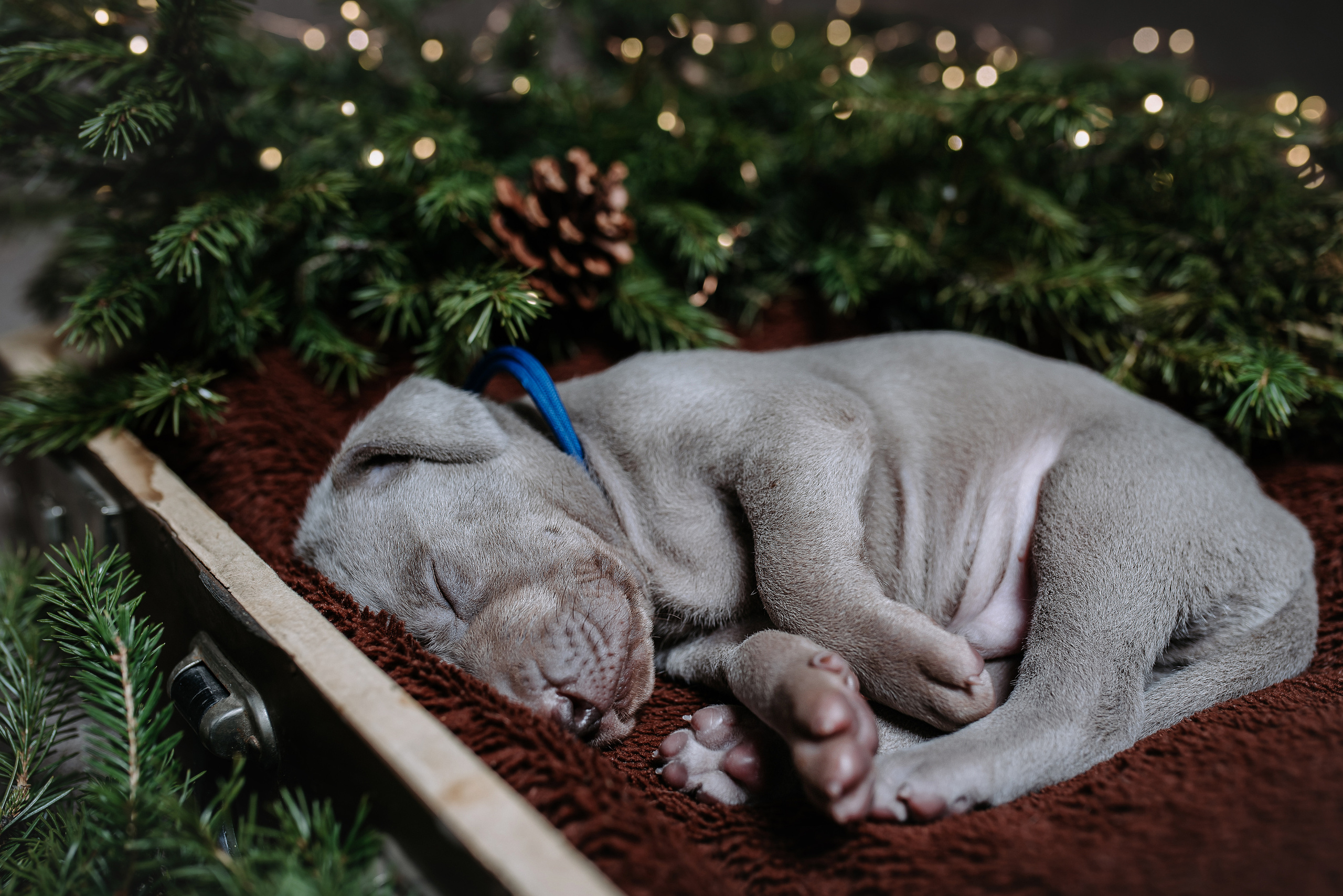 Веймарские легавые. Фотограф Диана Оленина Красноярск / Братск