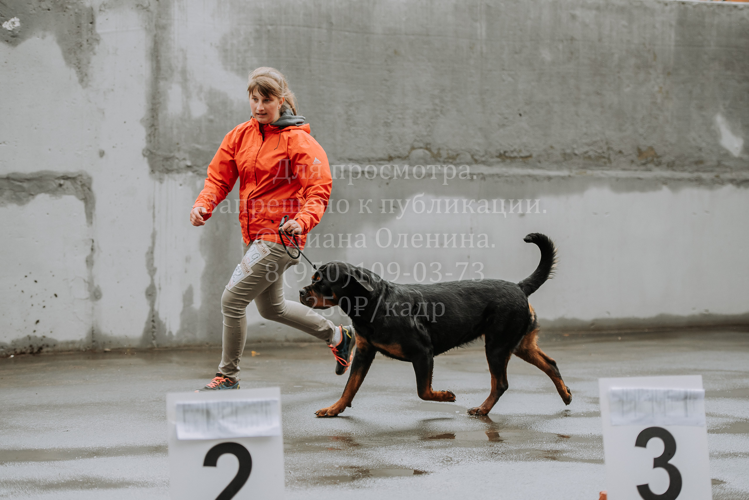 Выставка собак Братск 3 сентября 2022 Фаворит. Фотограф Диана Оленина Красноярск / Братск