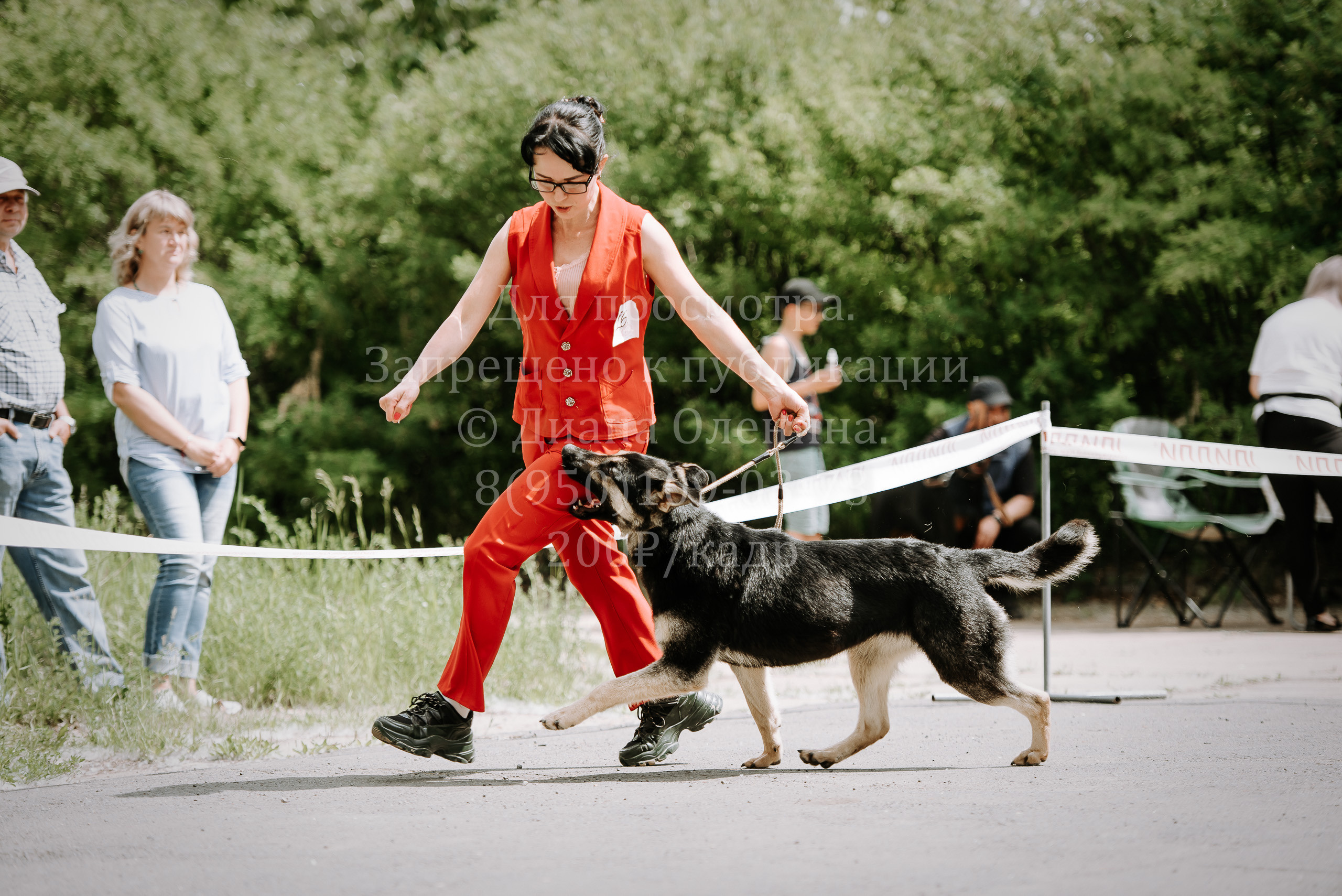 25 июня 2022 г. Братск БГОО КЛС Континенталь. Выставка собак. Фотограф Диана Оленина Красноярск / Братск