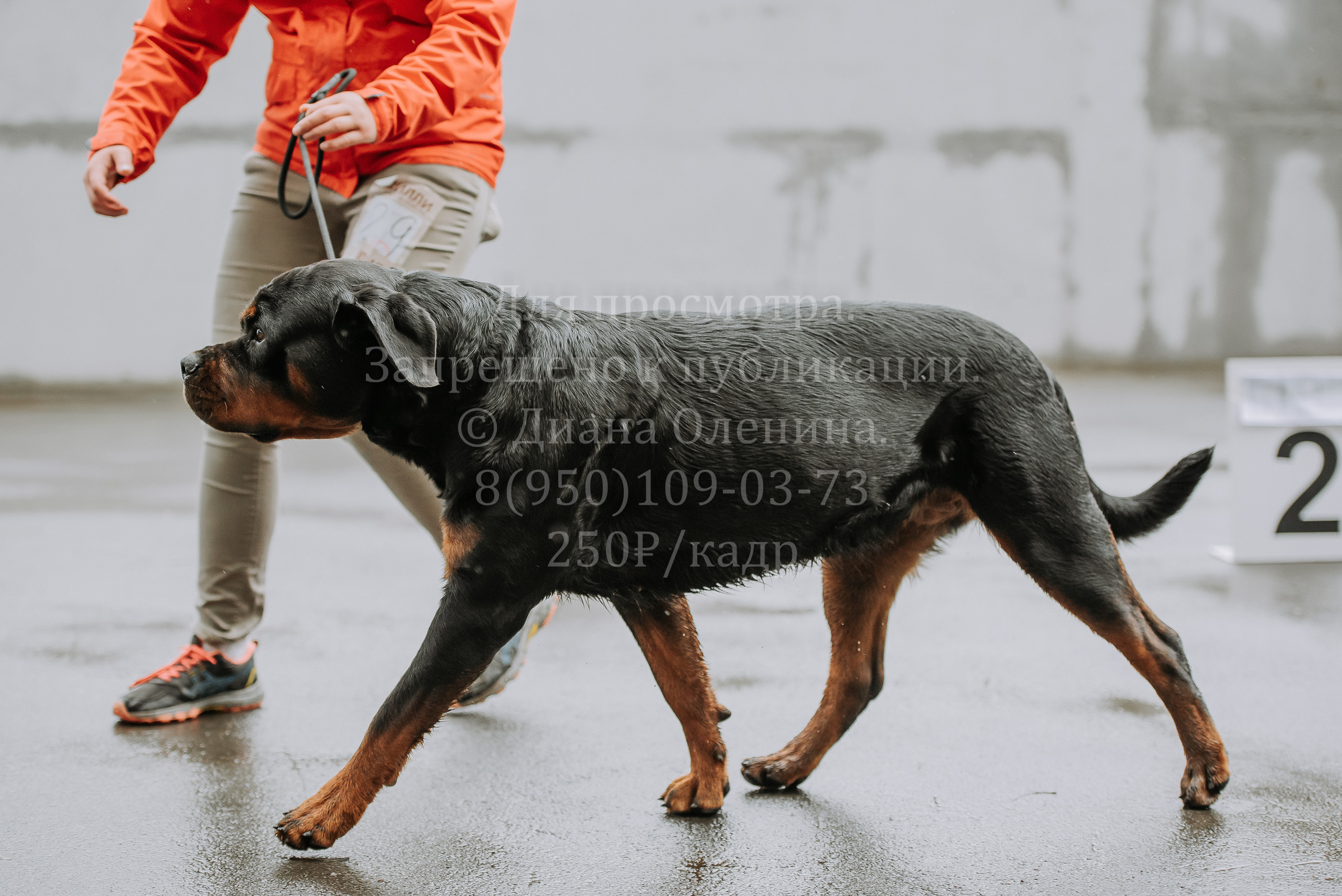 Выставка собак Братск 3 сентября 2022 Фаворит. Фотограф Диана Оленина Красноярск / Братск