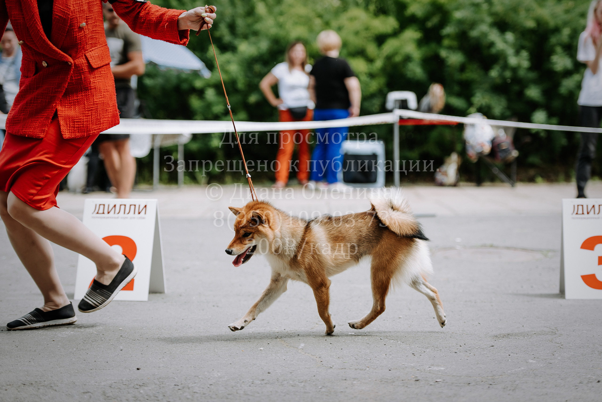25 июня 2022 г. Братск БГОО КЛС Континенталь. Выставка собак. Фотограф Диана Оленина Красноярск / Братск