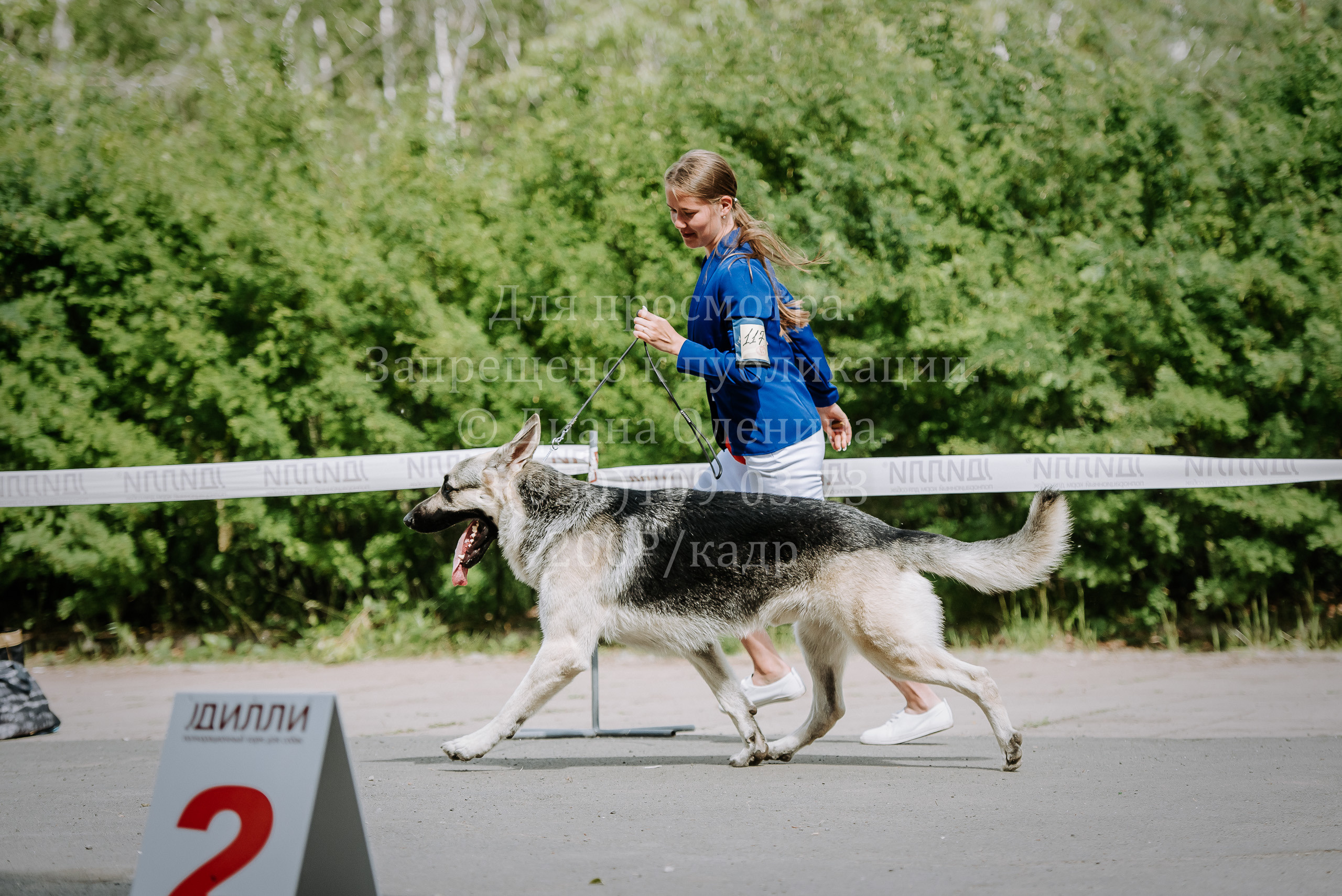 25 июня 2022 г. Братск БГОО КЛС Континенталь. Выставка собак. Фотограф Диана Оленина Красноярск / Братск