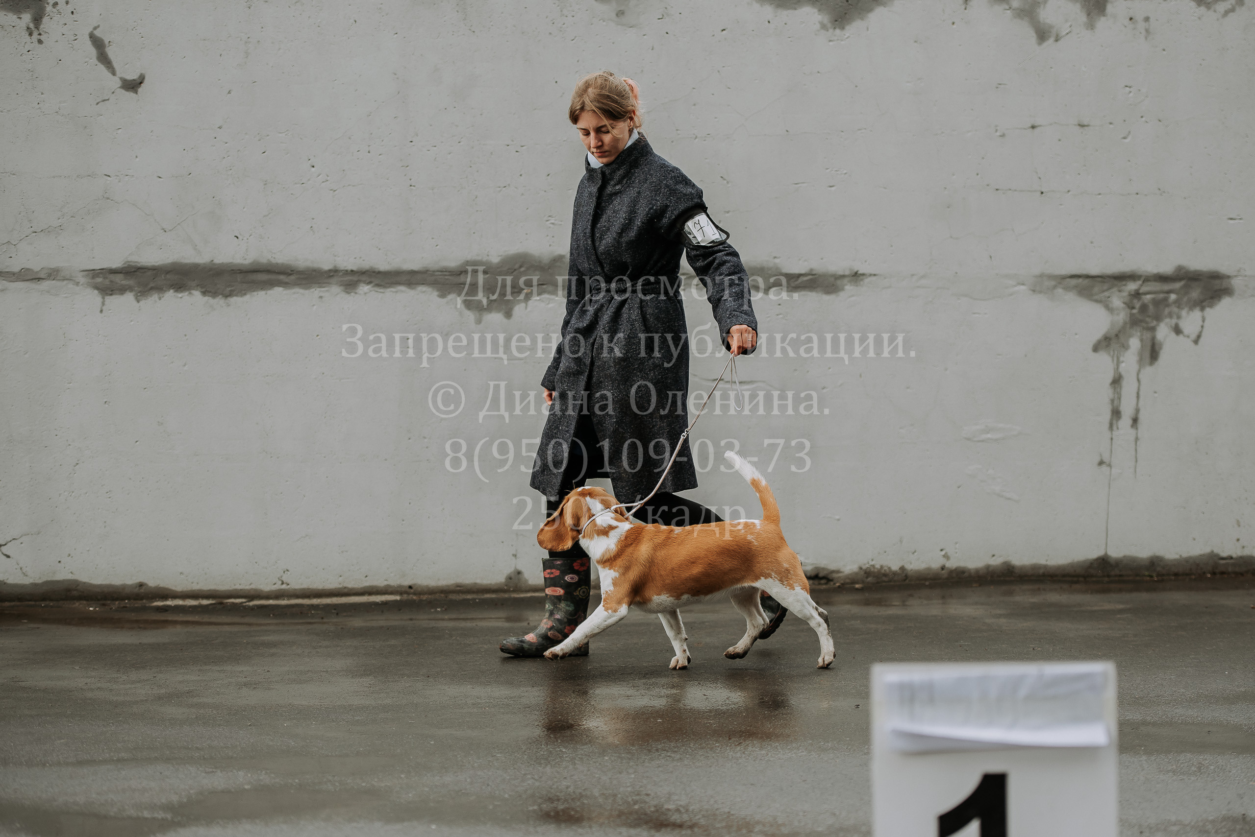 Выставка собак Братск 3 сентября 2022 Фаворит. Фотограф Диана Оленина Красноярск / Братск