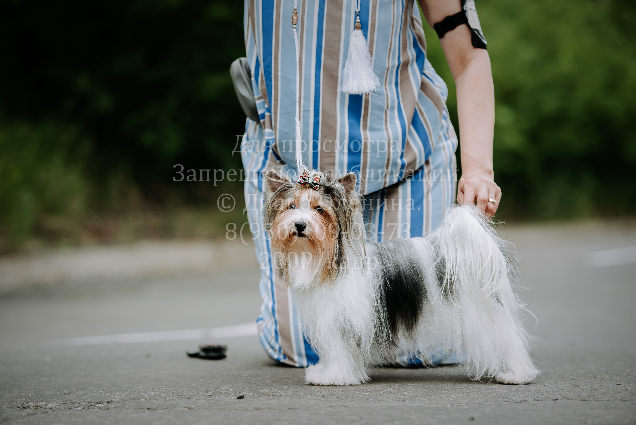 25 июня 2022 г. Братск БГОО КЛС Континенталь. Выставка собак. Фотограф Диана Оленина Красноярск / Братск