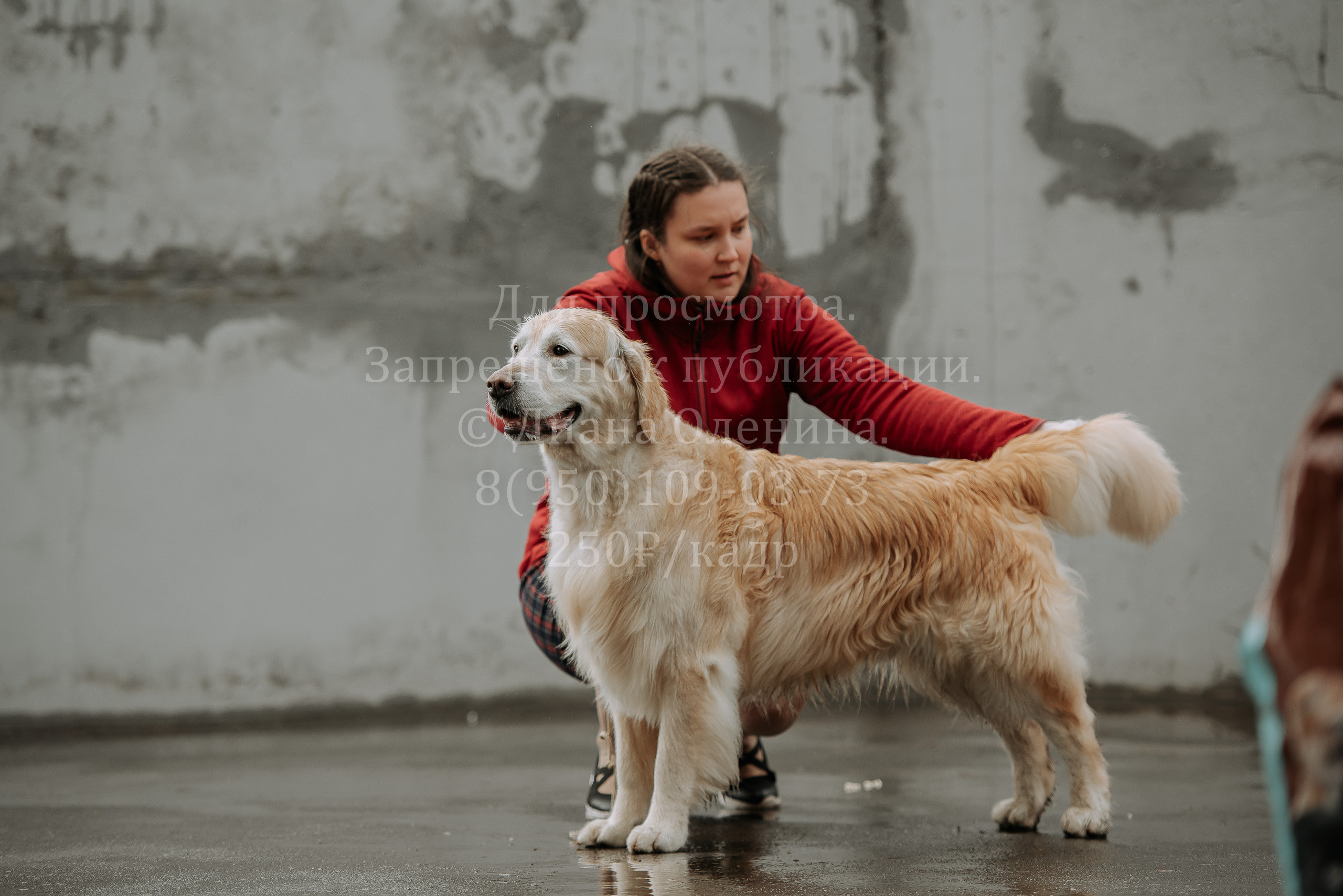 Выставка собак Братск 3 сентября 2022 Фаворит. Фотограф Диана Оленина Красноярск / Братск