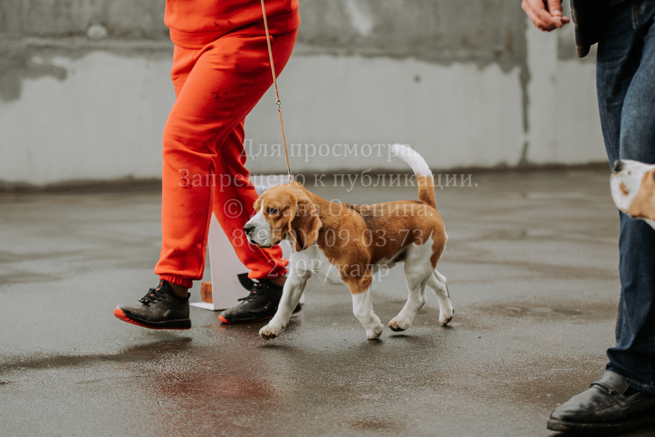 Выставка собак Братск 3 сентября 2022 Фаворит. Фотограф Диана Оленина Красноярск / Братск