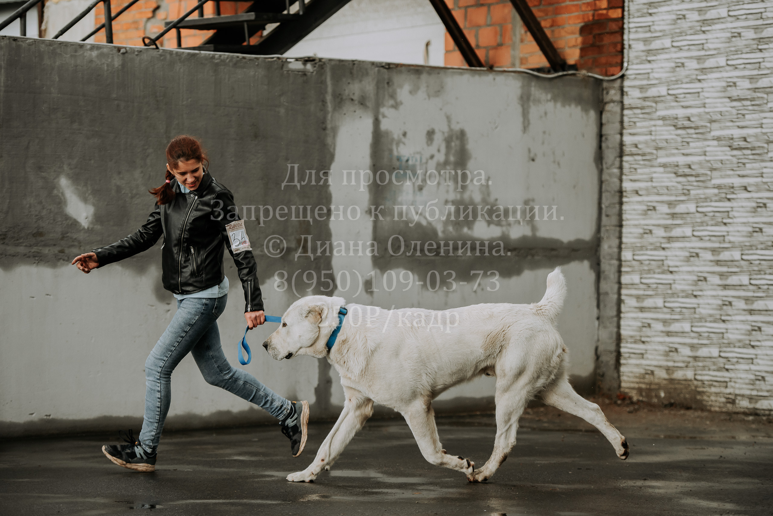 Выставка собак Братск 3 сентября 2022 Фаворит. Фотограф Диана Оленина Красноярск / Братск