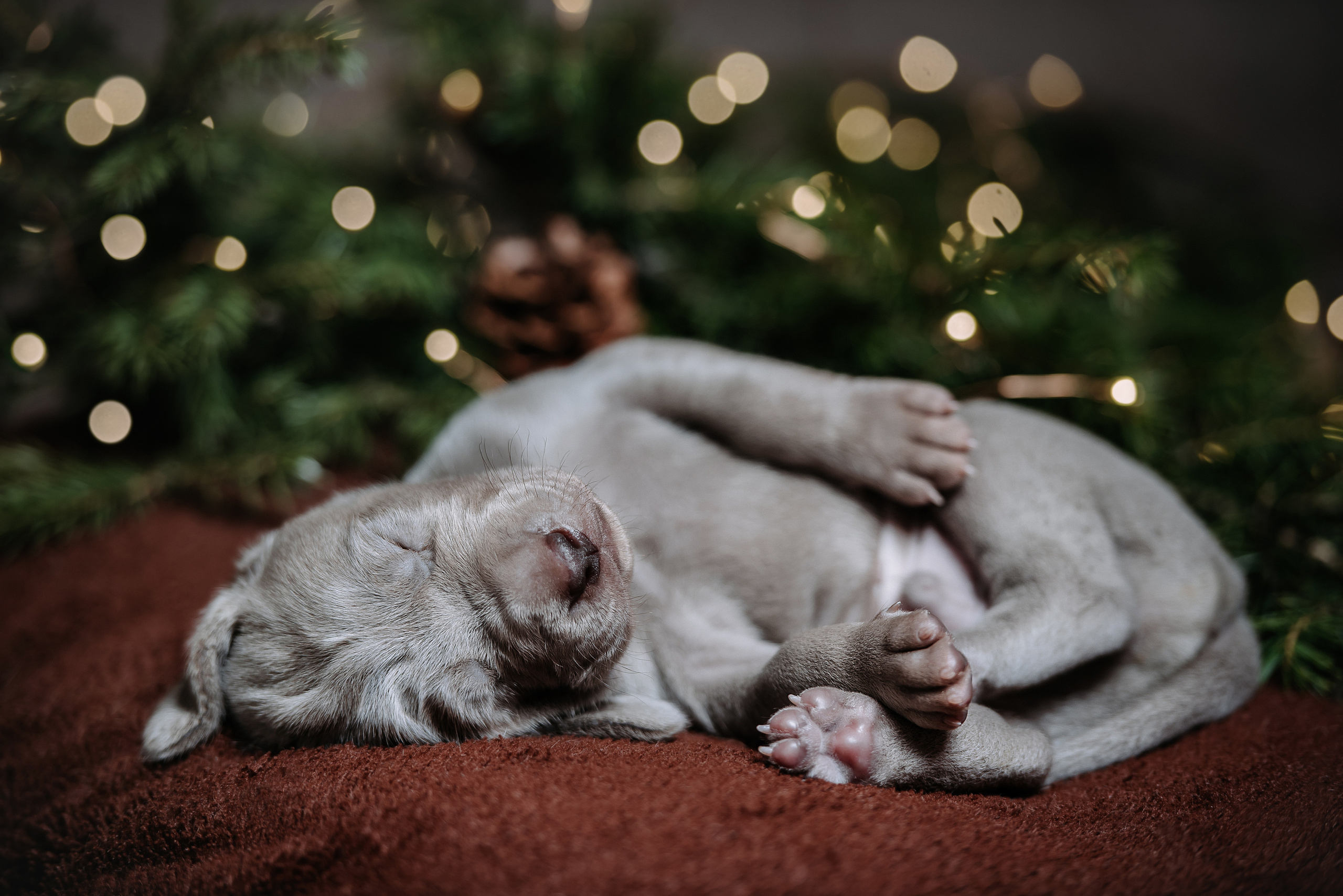 Веймарские легавые. Фотограф Диана Оленина Красноярск / Братск