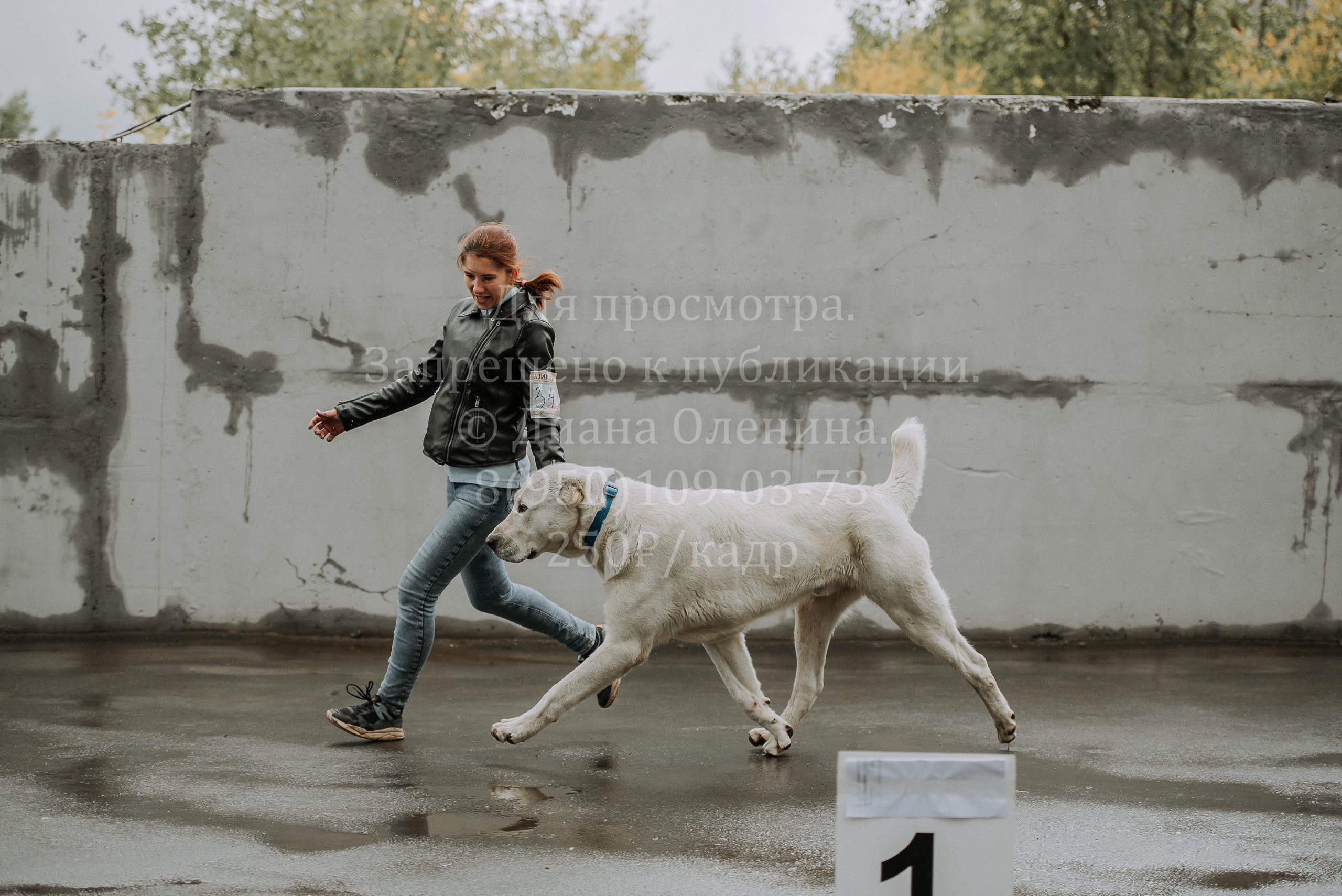 Выставка собак Братск 3 сентября 2022 Фаворит. Фотограф Диана Оленина Красноярск / Братск