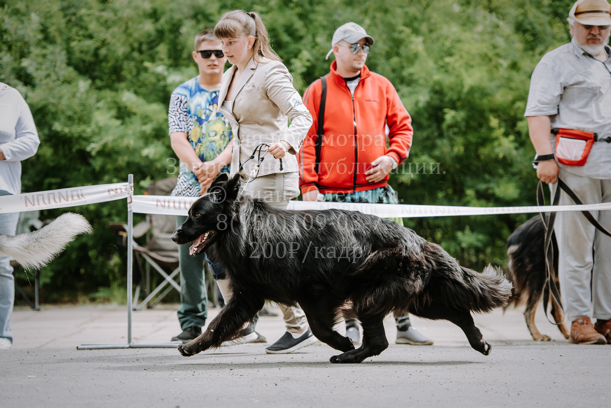 25 июня 2022 г. Братск БГОО КЛС Континенталь. Выставка собак. Фотограф Диана Оленина Красноярск / Братск