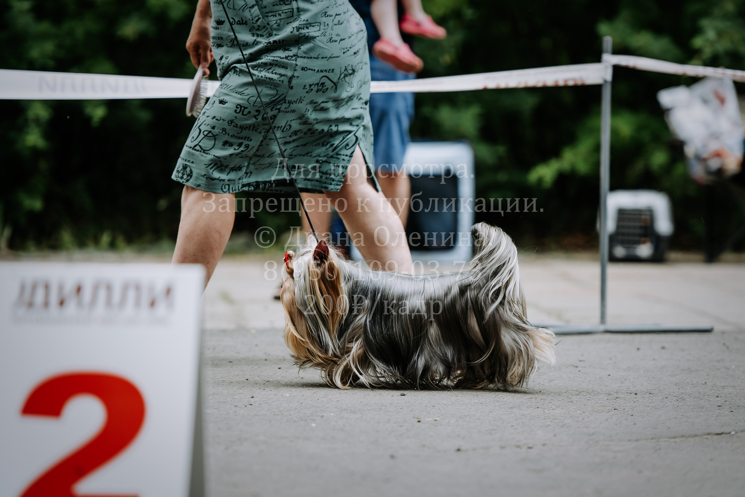 25 июня 2022 г. Братск БГОО КЛС Континенталь. Выставка собак. Фотограф Диана Оленина Красноярск / Братск