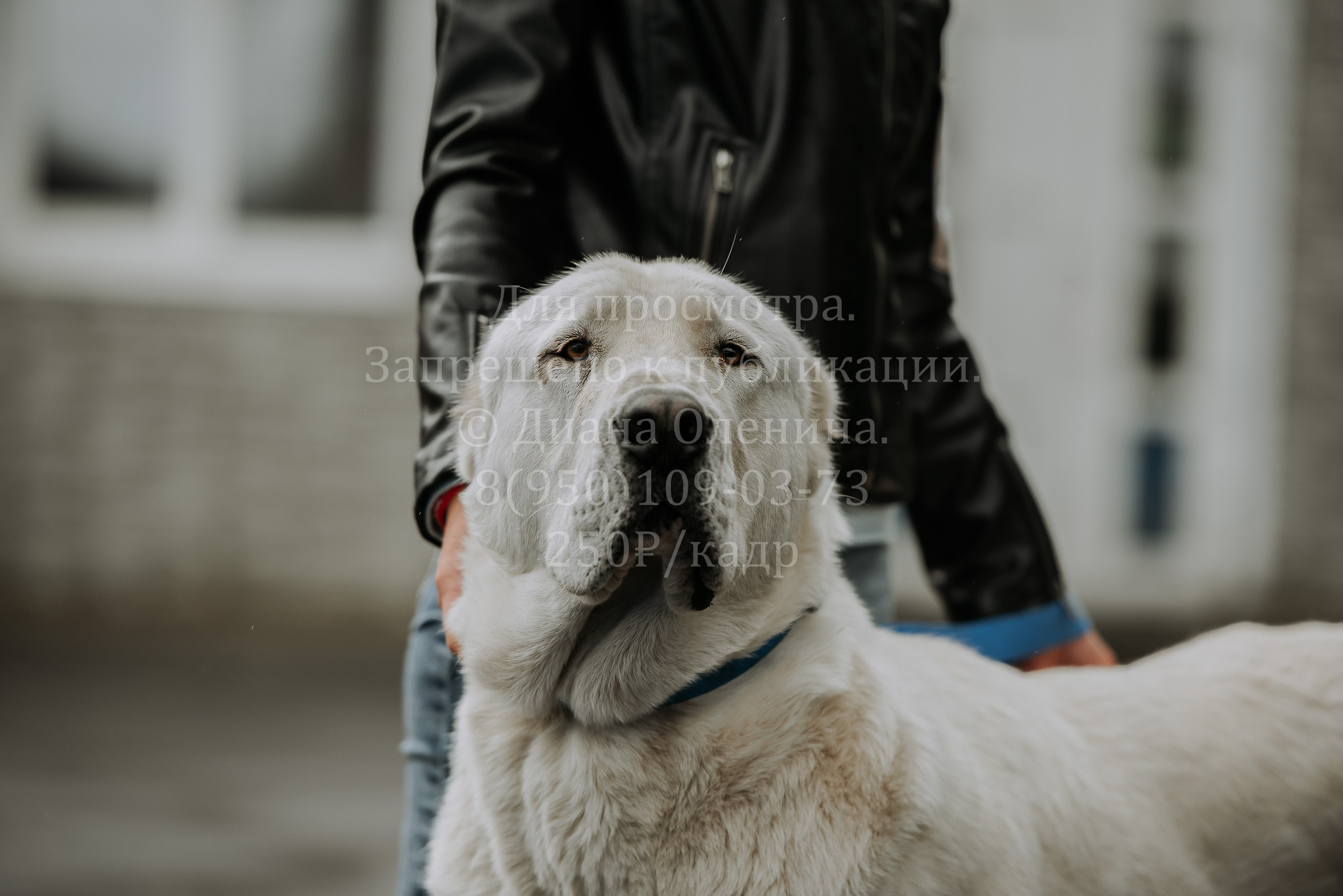 Выставка собак Братск 3 сентября 2022 Фаворит. Фотограф Диана Оленина Красноярск / Братск