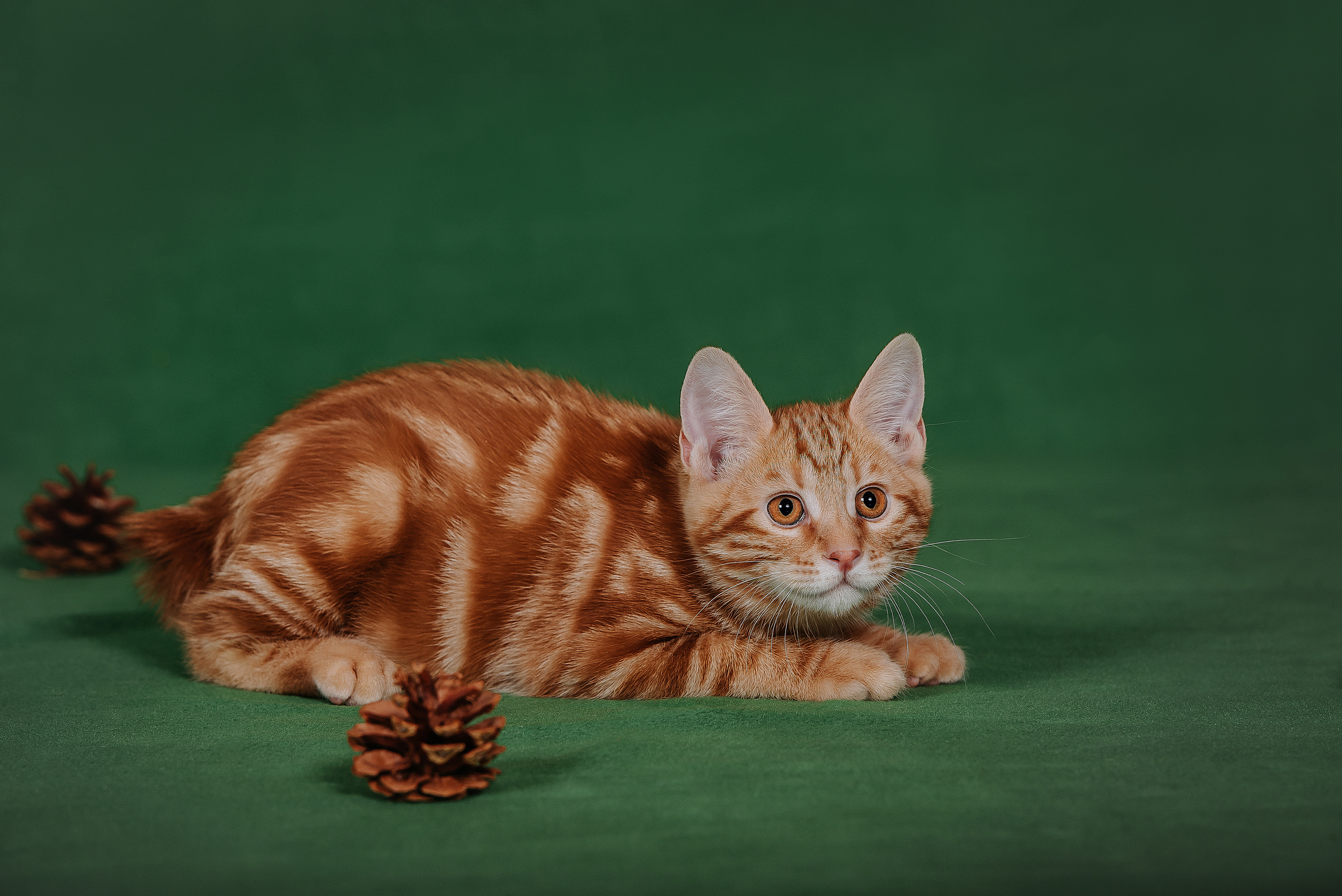 Курильский бобтейл. Фотограф Диана Оленина Красноярск / Братск