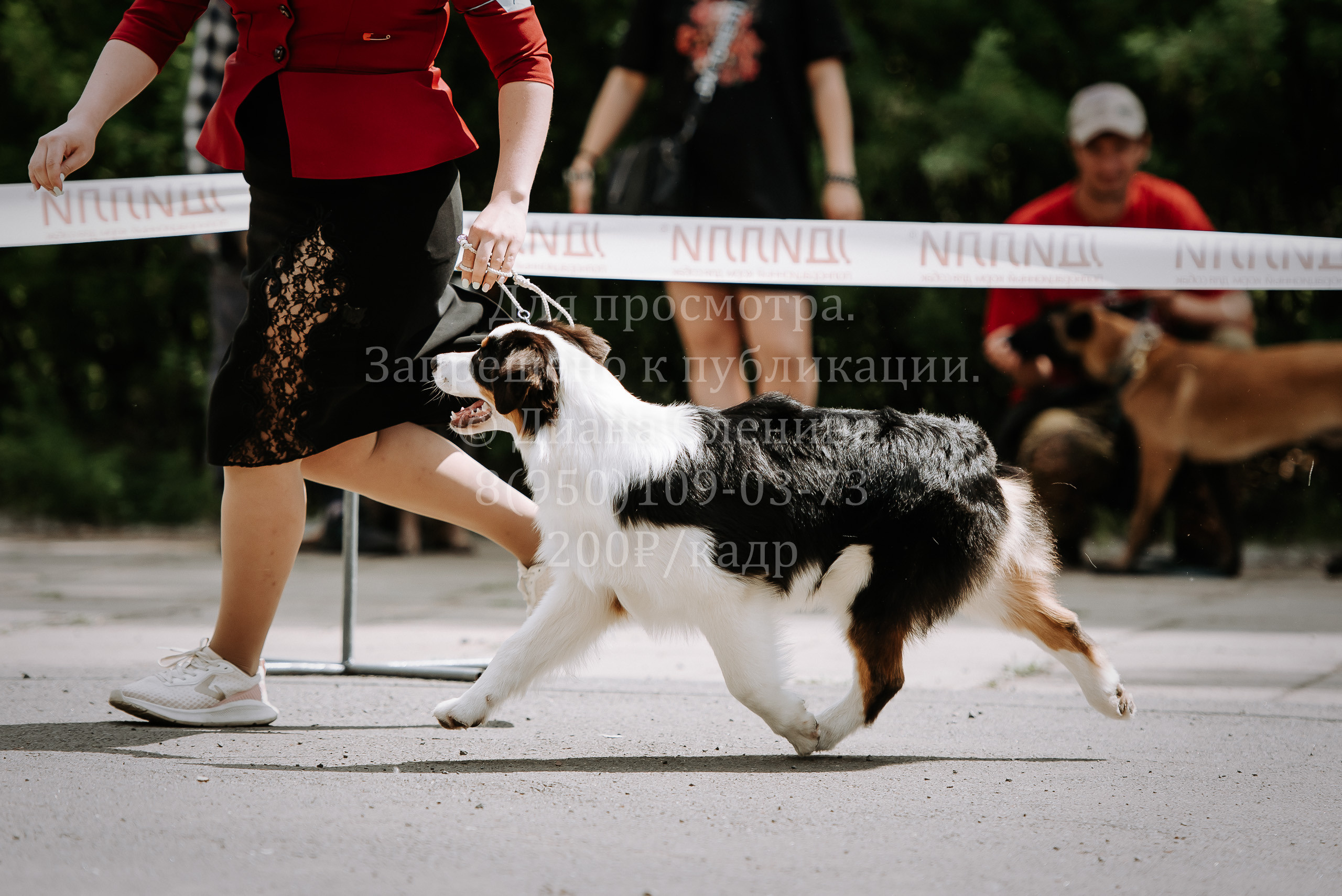 25 июня 2022 г. Братск БГОО КЛС Континенталь. Выставка собак. Фотограф Диана Оленина Красноярск / Братск