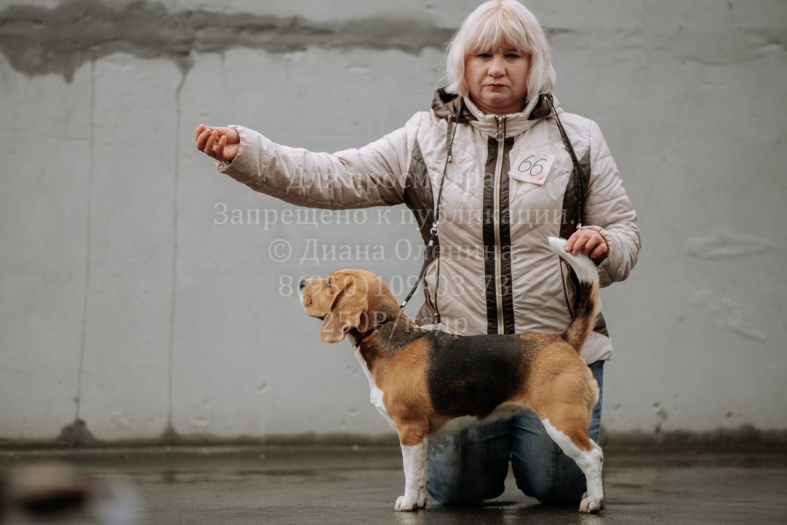 Выставка собак Братск 3 сентября 2022 Фаворит. Фотограф Диана Оленина Красноярск / Братск