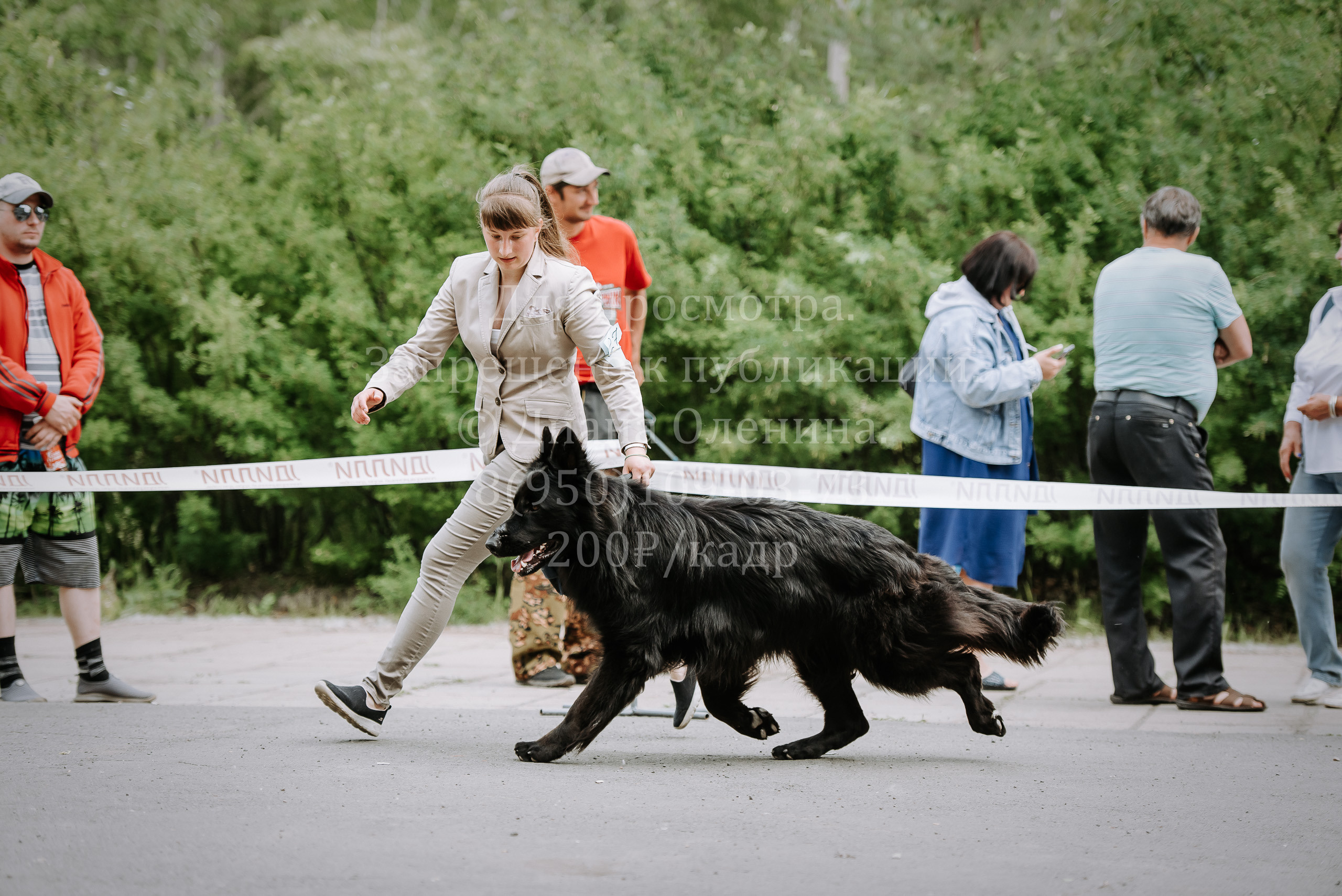 25 июня 2022 г. Братск БГОО КЛС Континенталь. Выставка собак. Фотограф Диана Оленина Красноярск / Братск