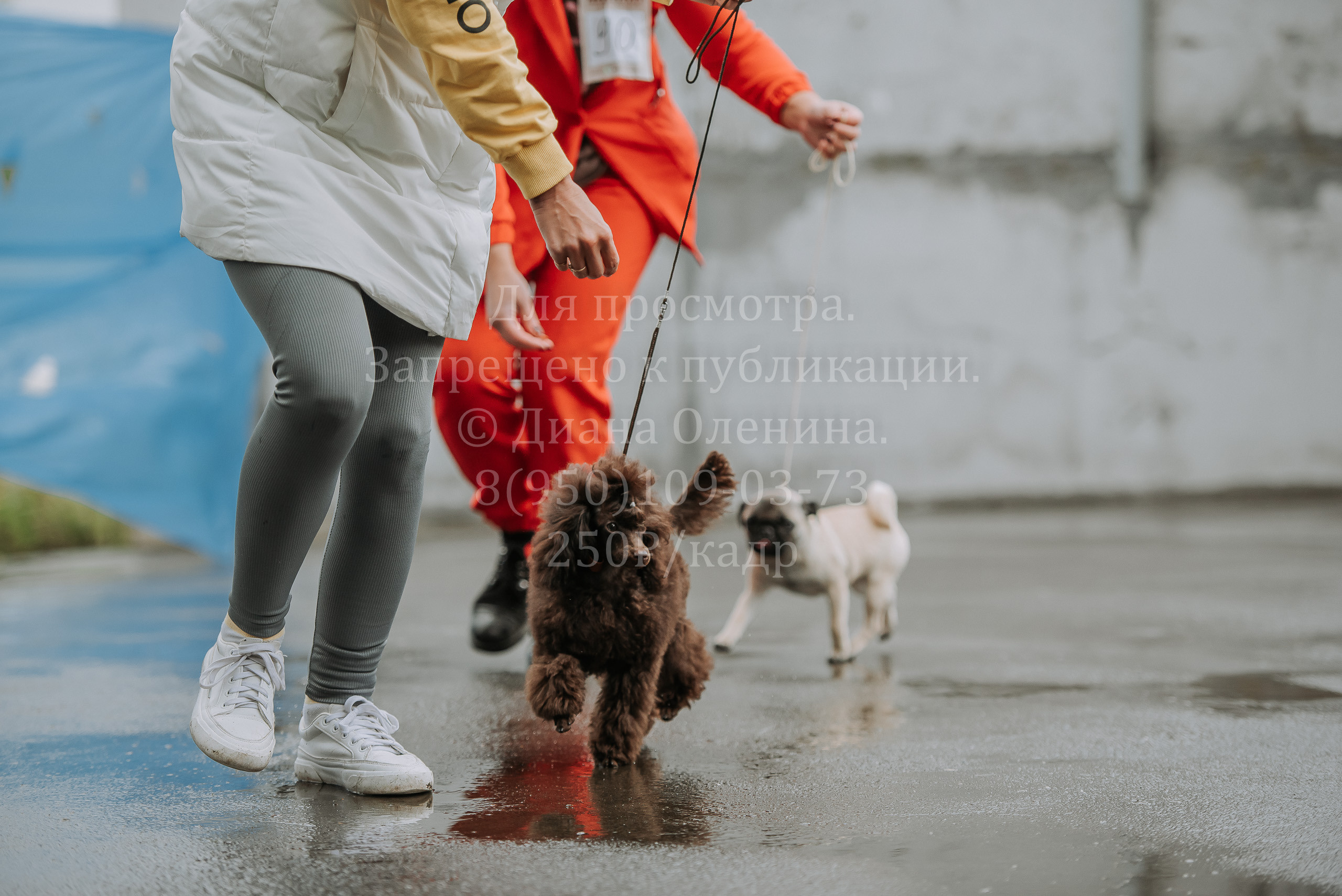 Выставка собак Братск 3 сентября 2022 Фаворит. Фотограф Диана Оленина Красноярск / Братск