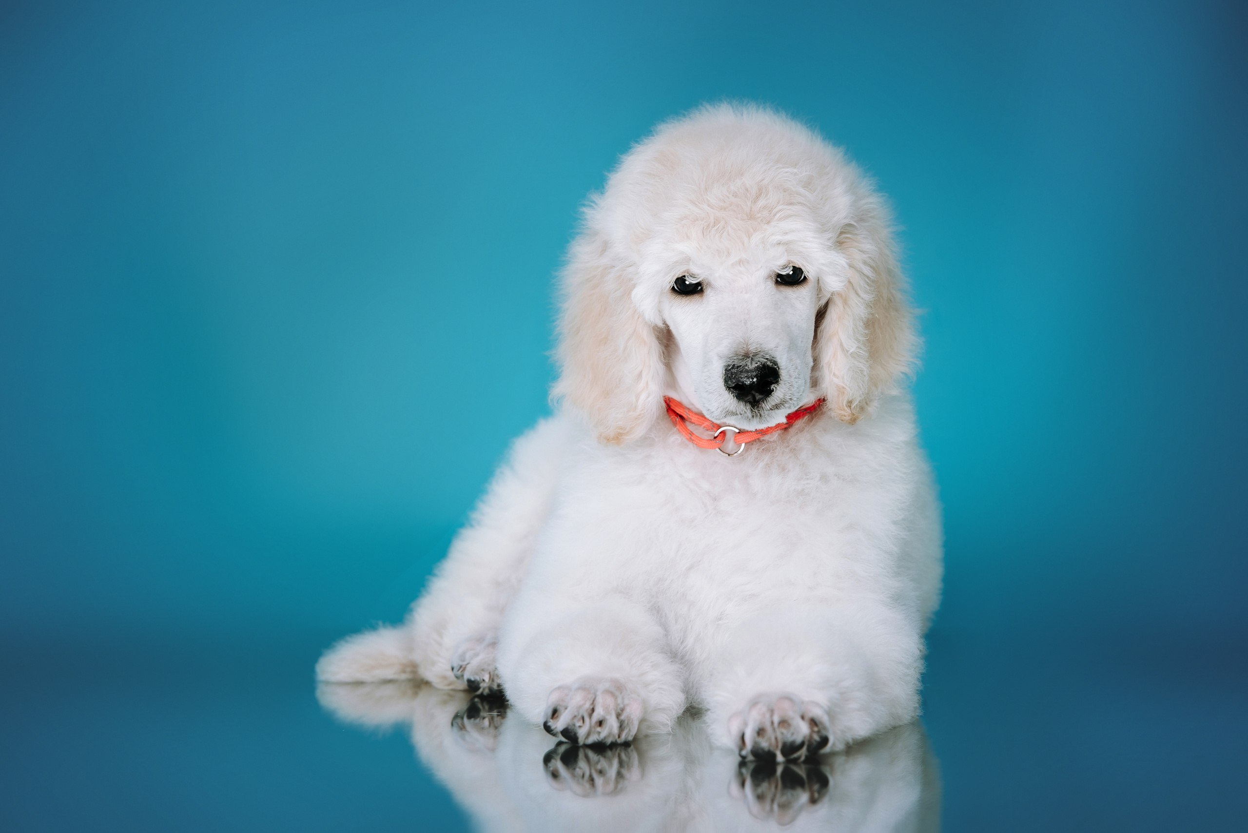 Большой королевский пудель. Фотограф Диана Оленина Красноярск / Братск