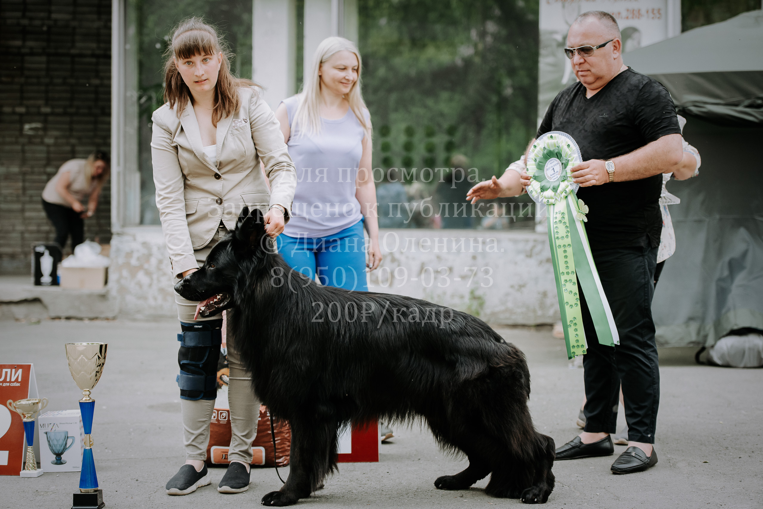 25 июня 2022 г. Братск БГОО КЛС Континенталь. Выставка собак. Фотограф Диана Оленина Красноярск / Братск