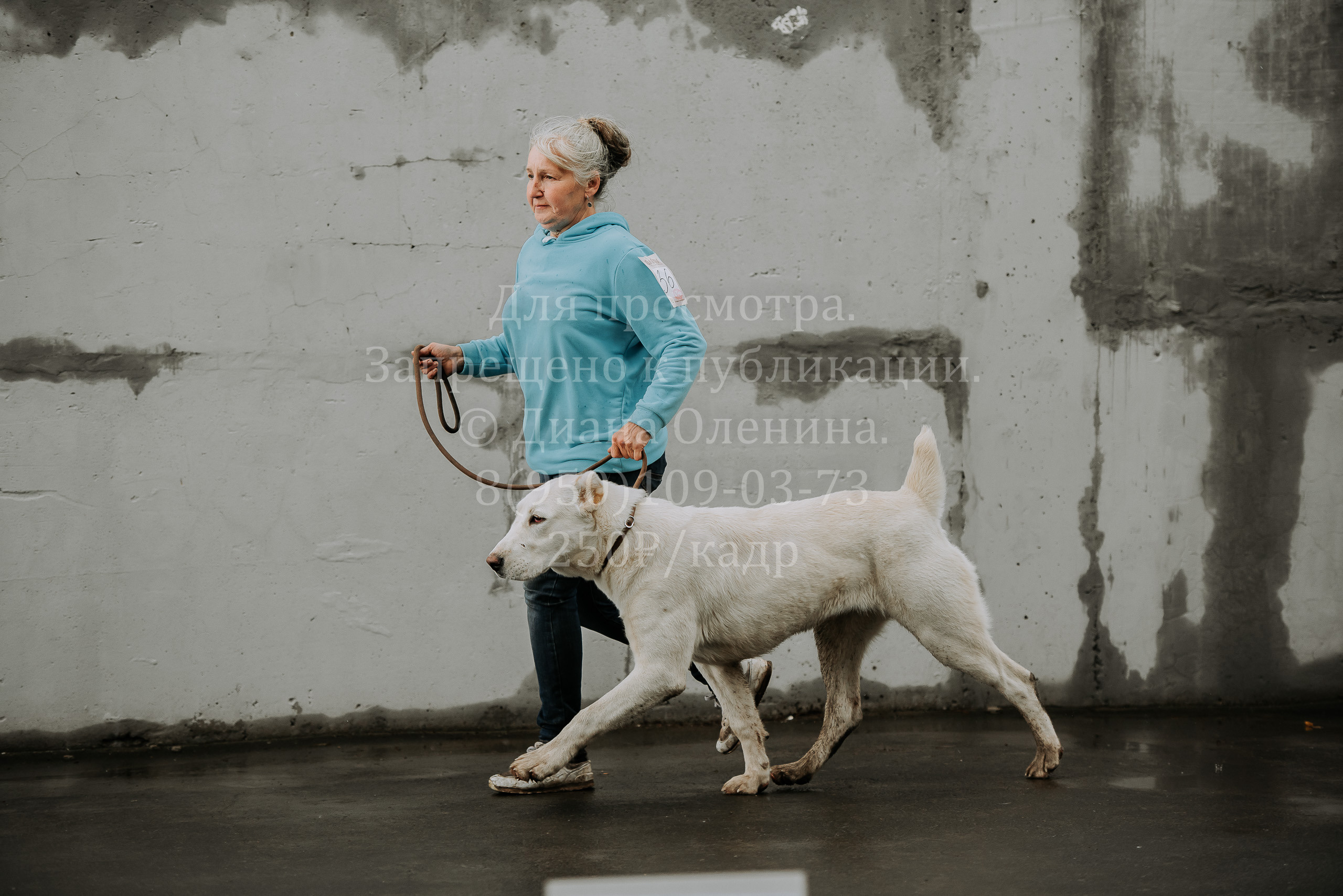 Выставка собак Братск 3 сентября 2022 Фаворит. Фотограф Диана Оленина Красноярск / Братск