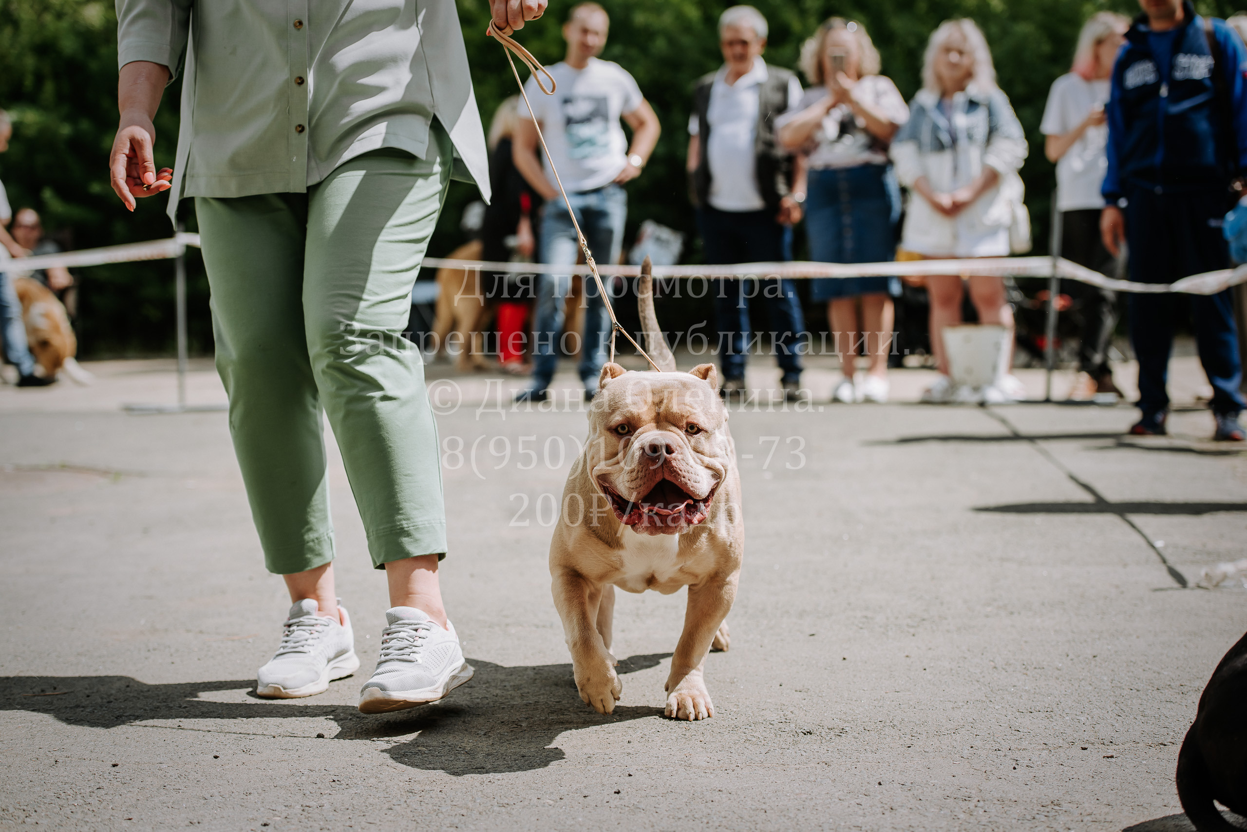 25 июня 2022 г. Братск БГОО КЛС Континенталь. Выставка собак. Фотограф Диана Оленина Красноярск / Братск