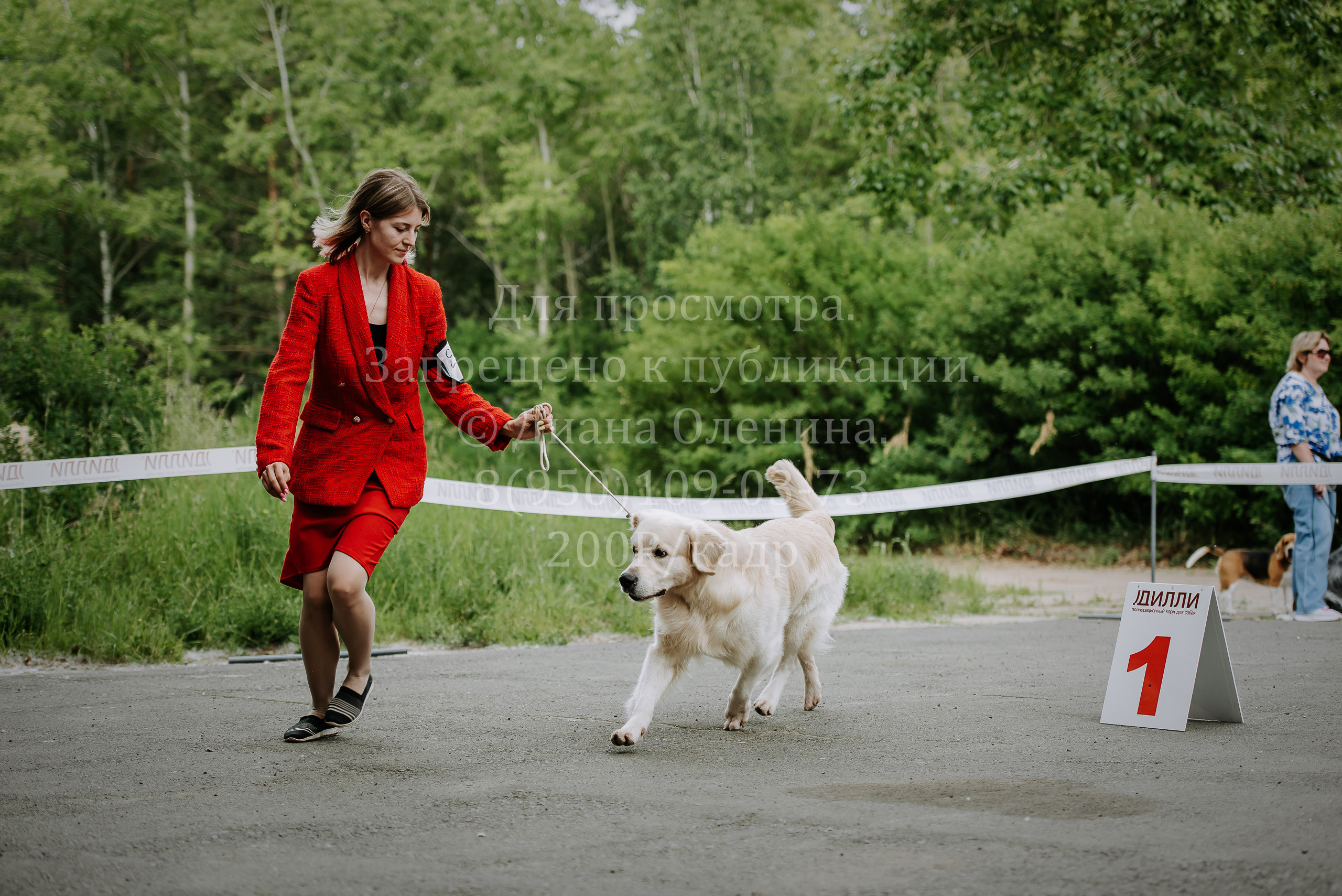 25 июня 2022 г. Братск БГОО КЛС Континенталь. Выставка собак. Фотограф Диана Оленина Красноярск / Братск