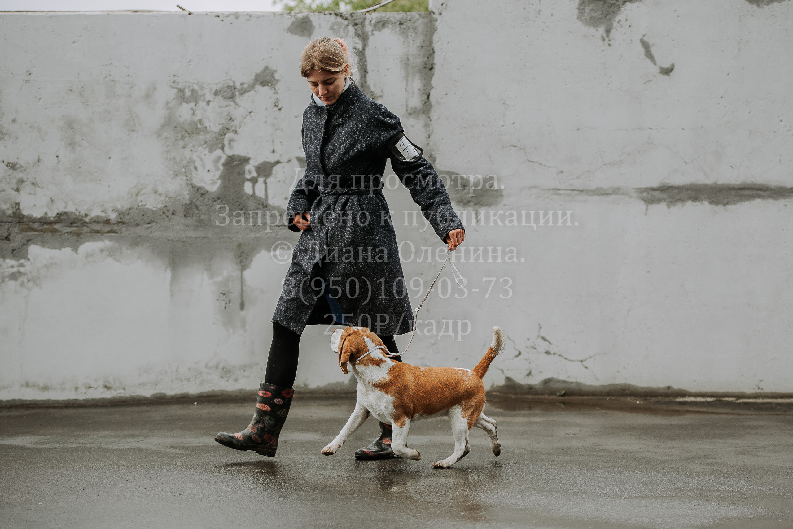 Выставка собак Братск 3 сентября 2022 Фаворит. Фотограф Диана Оленина Красноярск / Братск