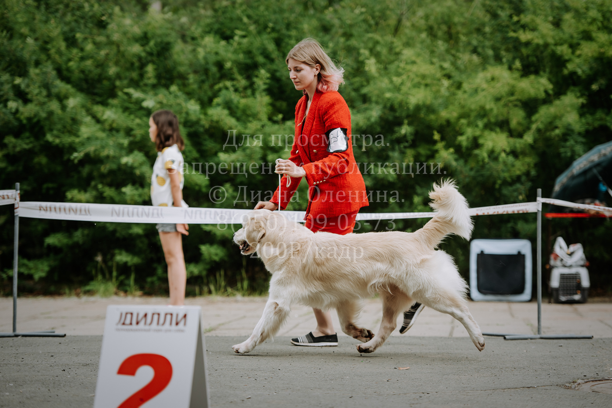 25 июня 2022 г. Братск БГОО КЛС Континенталь. Выставка собак. Фотограф Диана Оленина Красноярск / Братск