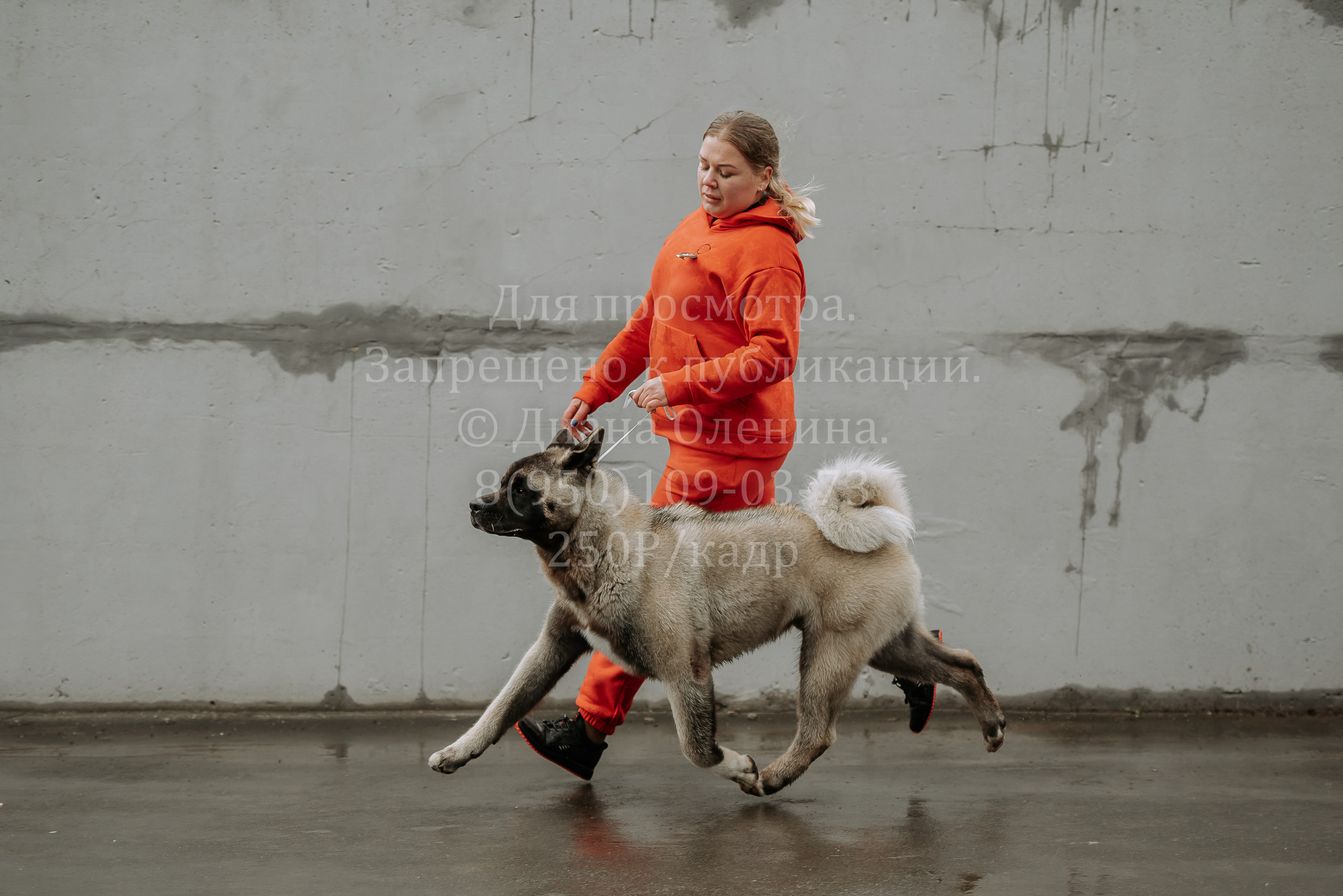 Выставка собак Братск 3 сентября 2022 Фаворит. Фотограф Диана Оленина Красноярск / Братск