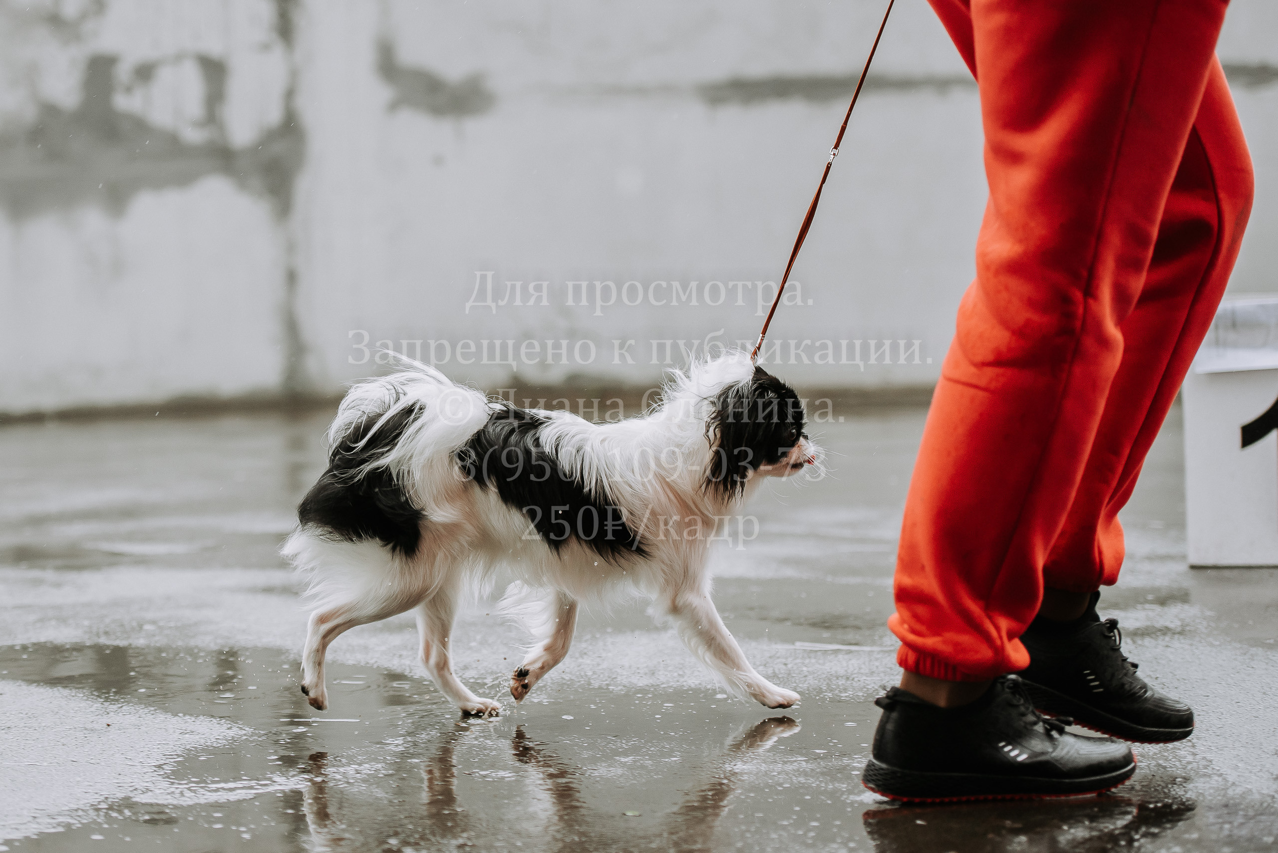 Выставка собак Братск 3 сентября 2022 Фаворит. Фотограф Диана Оленина Красноярск / Братск