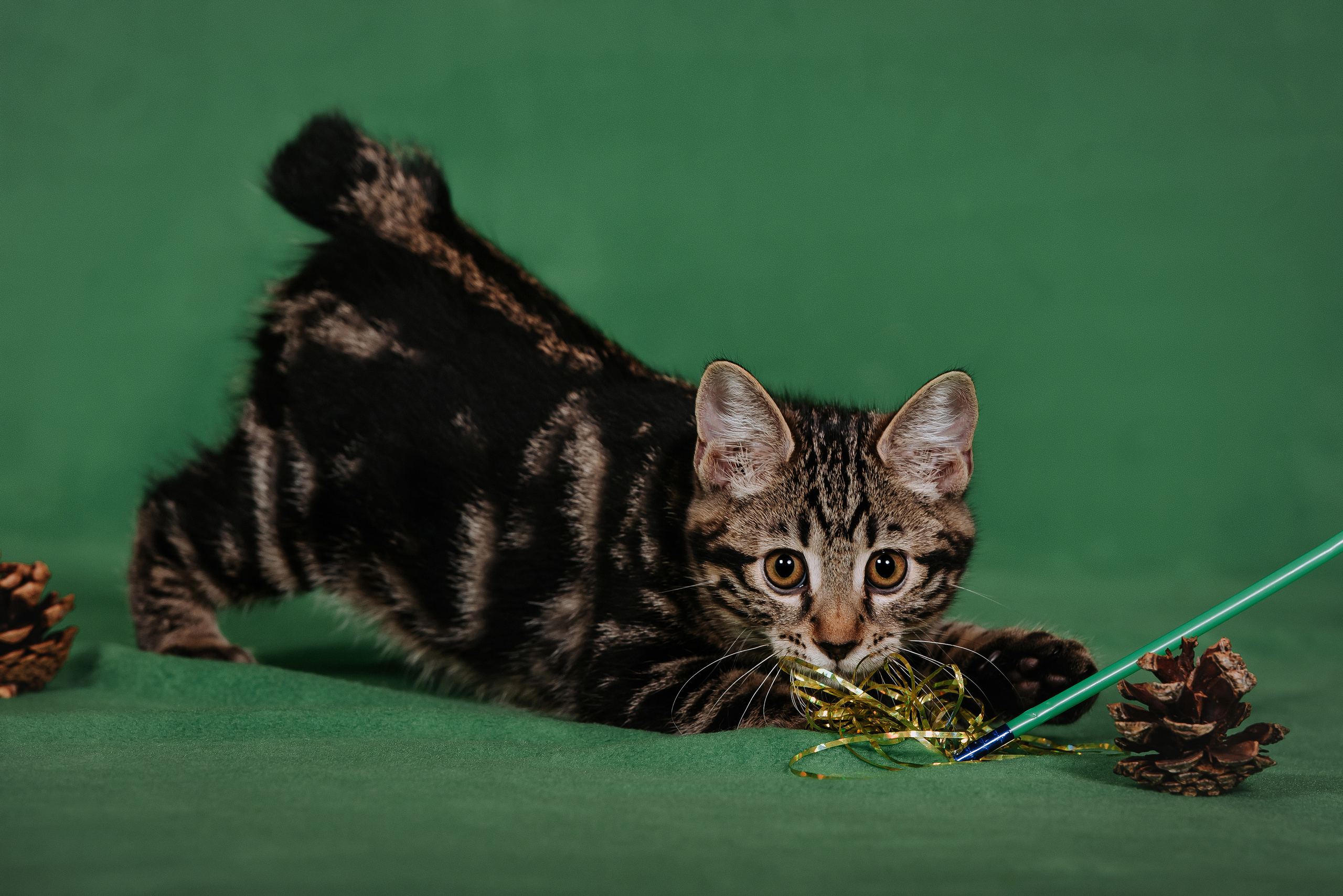Курильский бобтейл. Фотограф Диана Оленина Красноярск / Братск