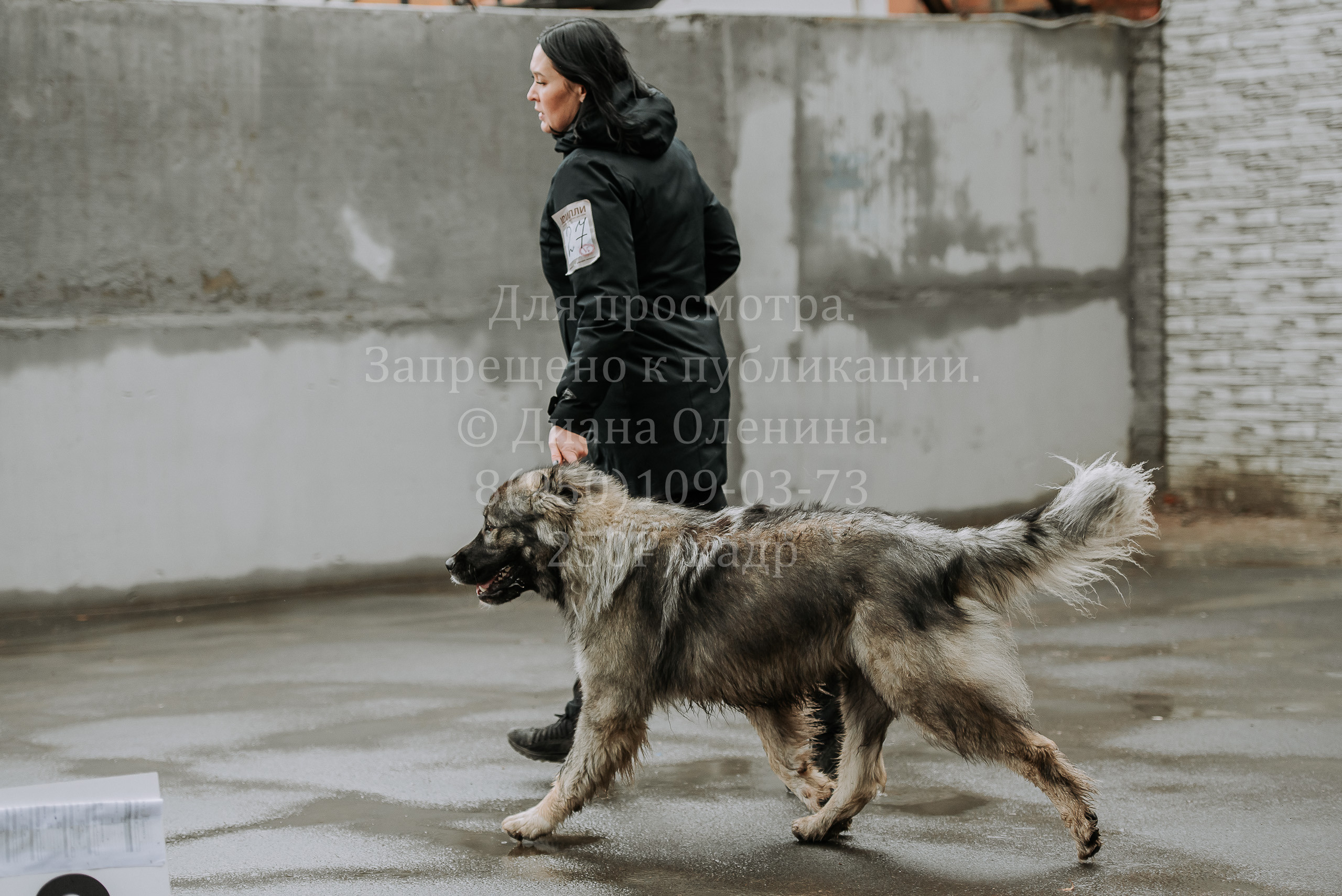 Выставка собак Братск 3 сентября 2022 Фаворит. Фотограф Диана Оленина Красноярск / Братск