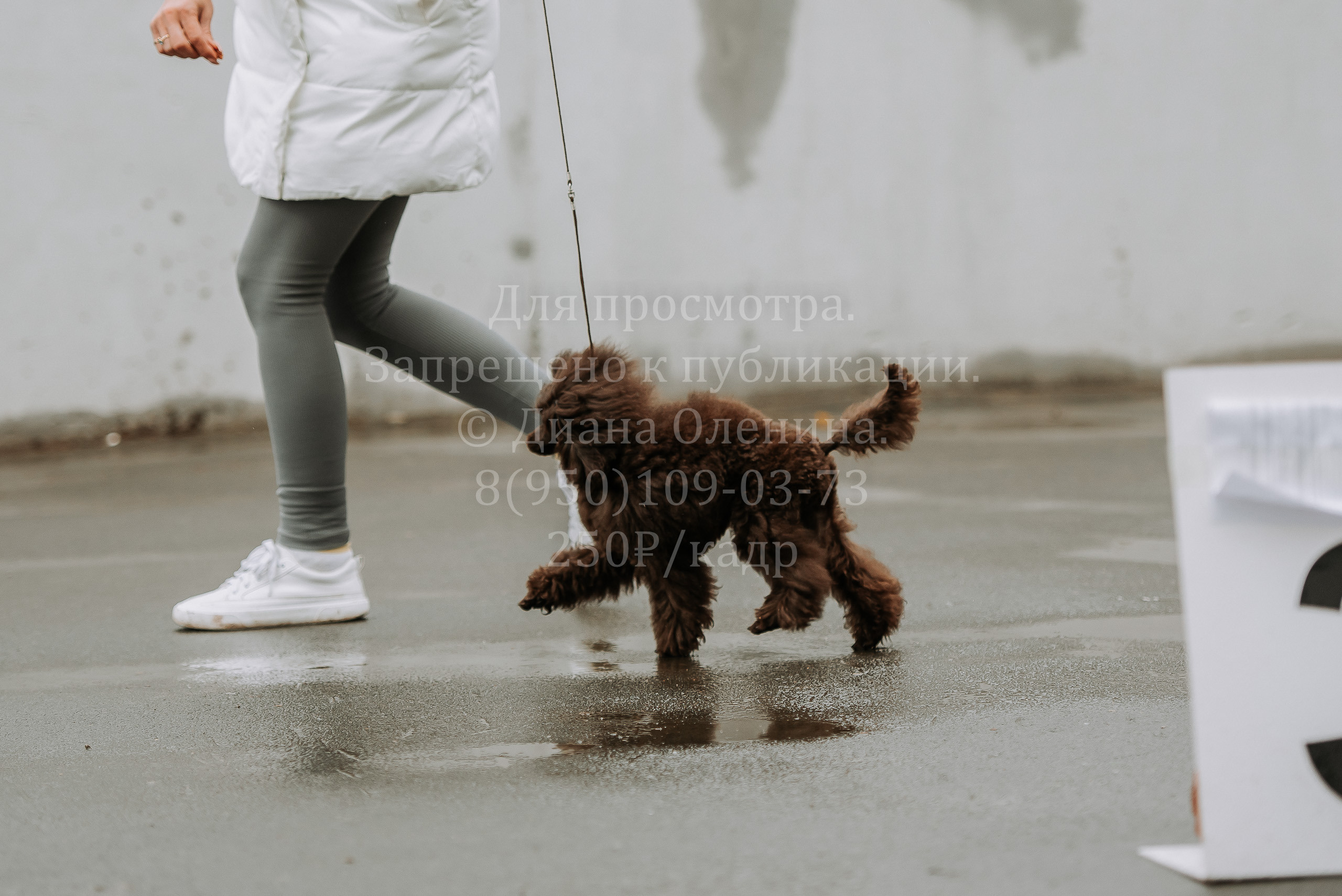 Выставка собак Братск 3 сентября 2022 Фаворит. Фотограф Диана Оленина Красноярск / Братск