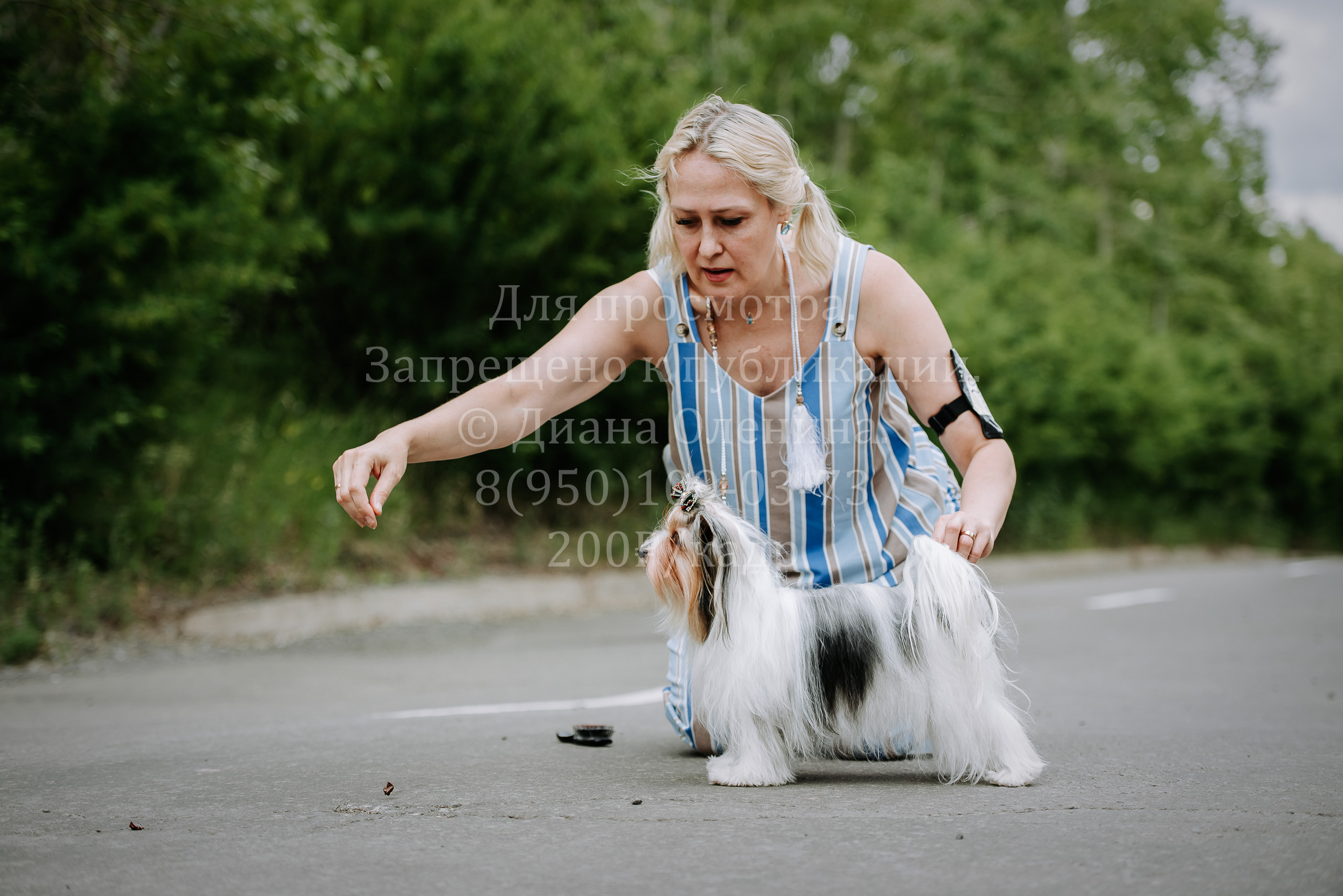 25 июня 2022 г. Братск БГОО КЛС Континенталь. Выставка собак. Фотограф Диана Оленина Красноярск / Братск
