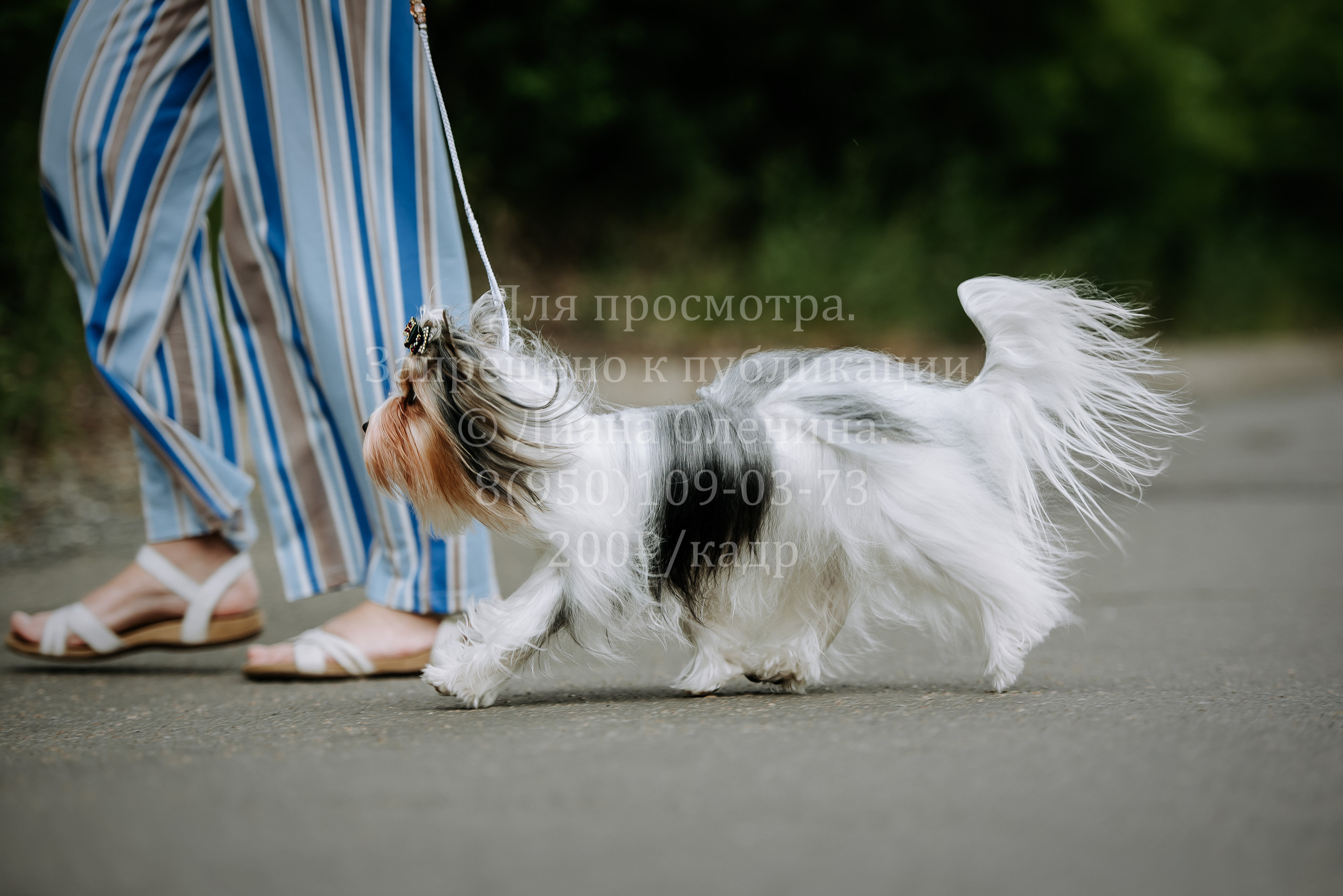 25 июня 2022 г. Братск БГОО КЛС Континенталь. Выставка собак. Фотограф Диана Оленина Красноярск / Братск