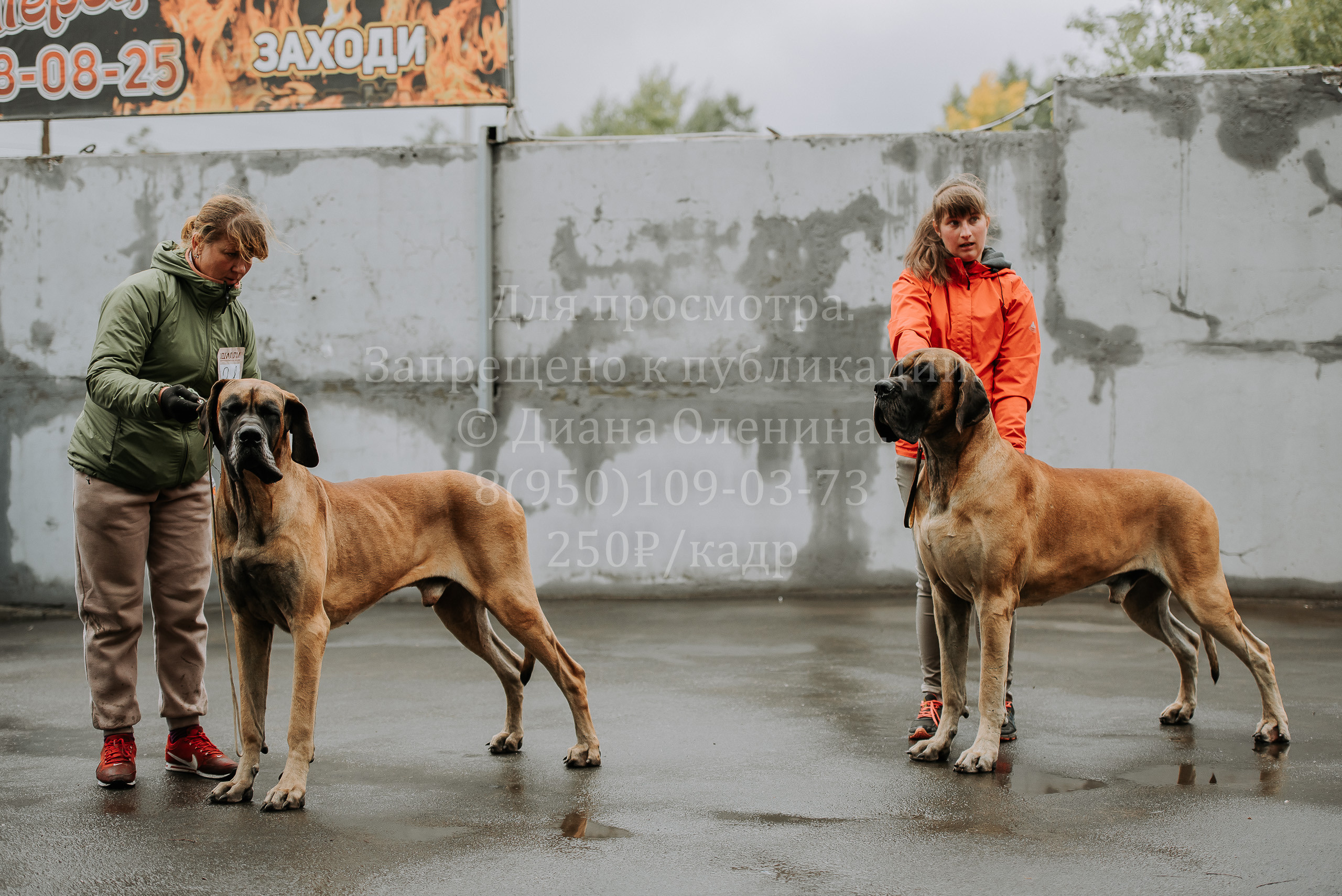 Выставка собак Братск 3 сентября 2022 Фаворит. Фотограф Диана Оленина Красноярск / Братск