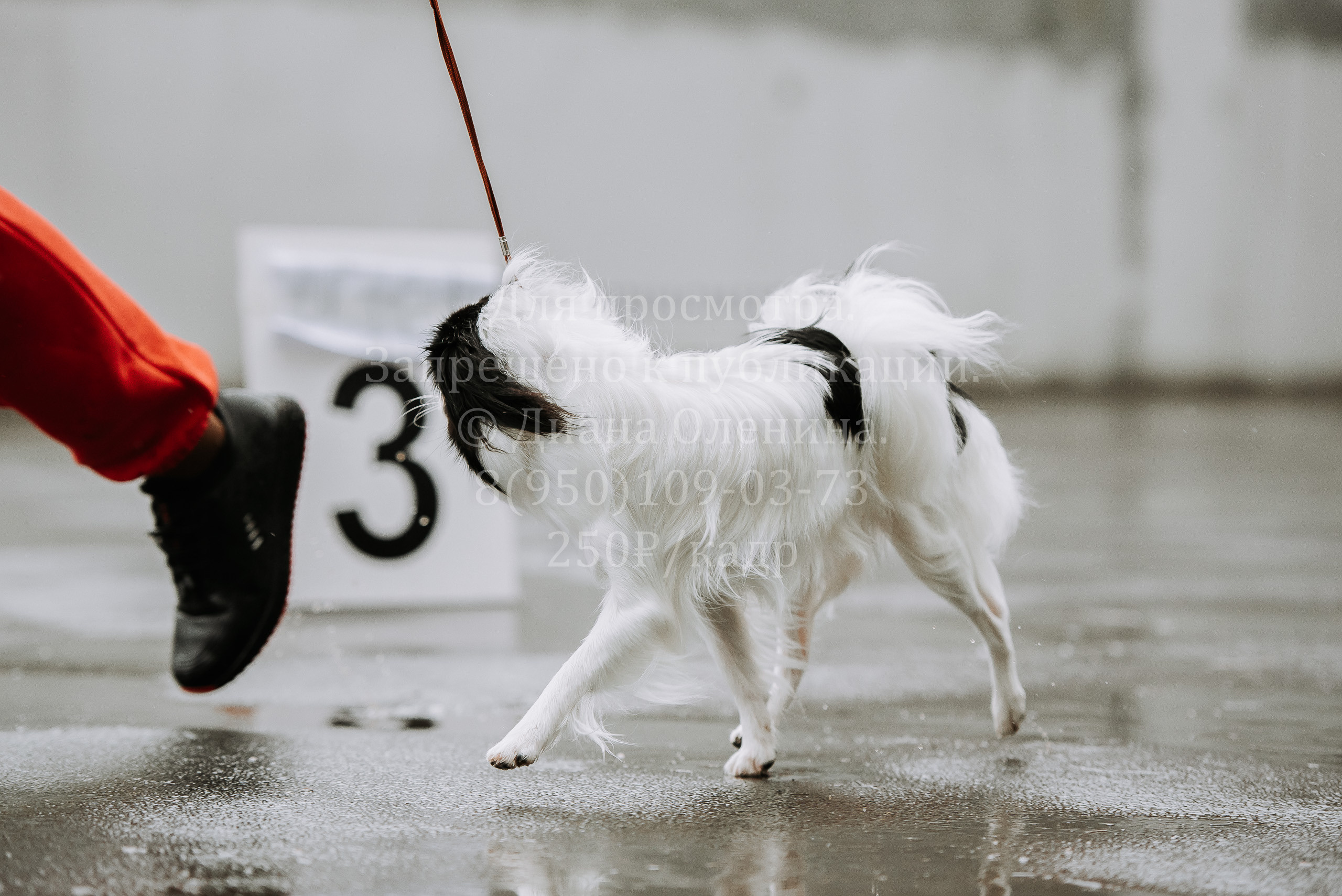 Выставка собак Братск 3 сентября 2022 Фаворит. Фотограф Диана Оленина Красноярск / Братск