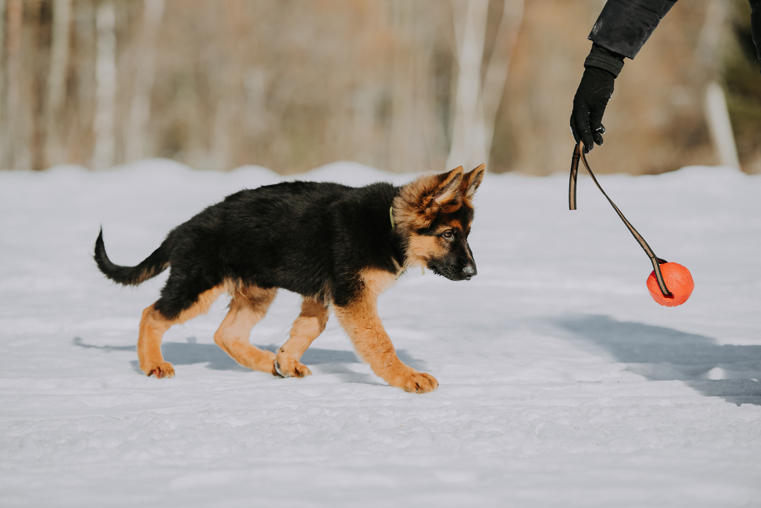 Немецкие овчарки. Фотограф Диана Оленина Красноярск / Братск