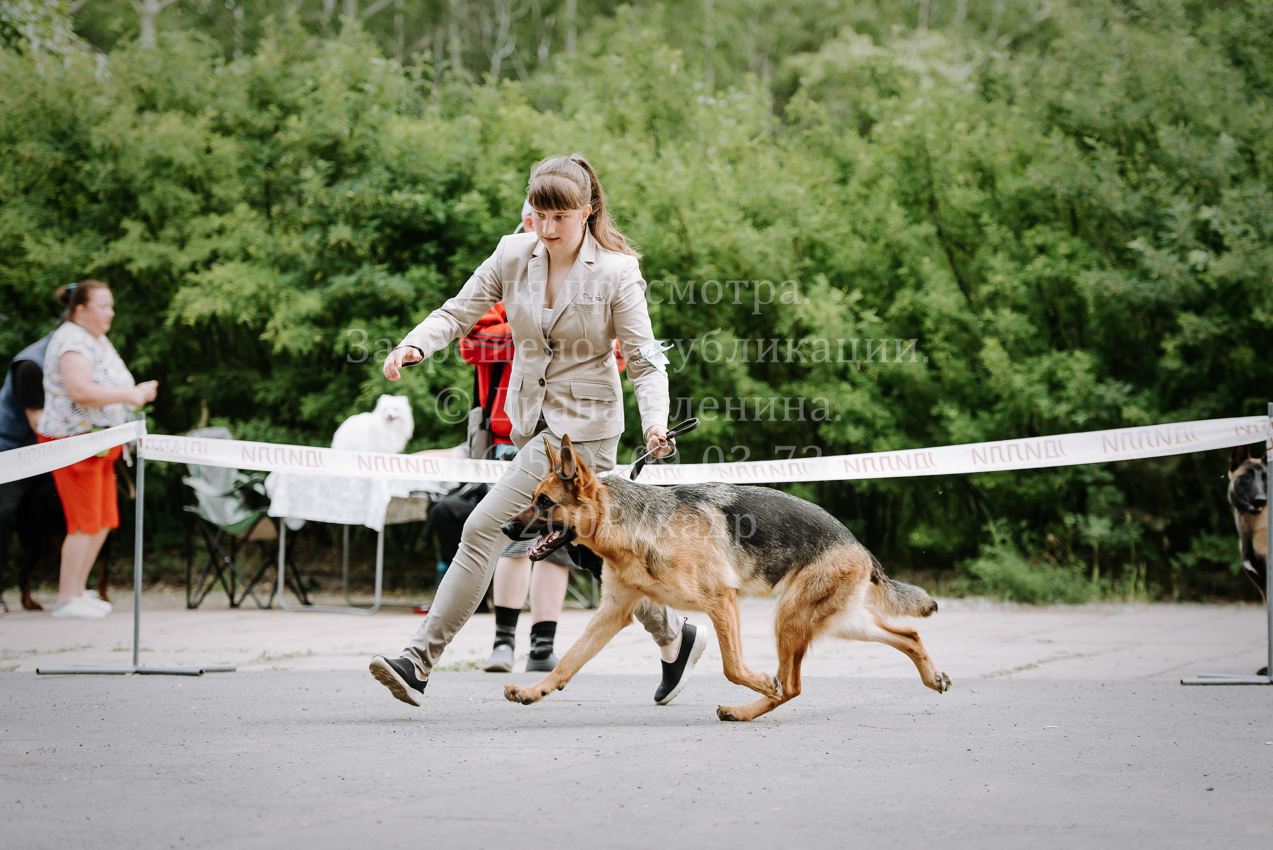 25 июня 2022 г. Братск БГОО КЛС Континенталь. Выставка собак. Фотограф Диана Оленина Красноярск / Братск