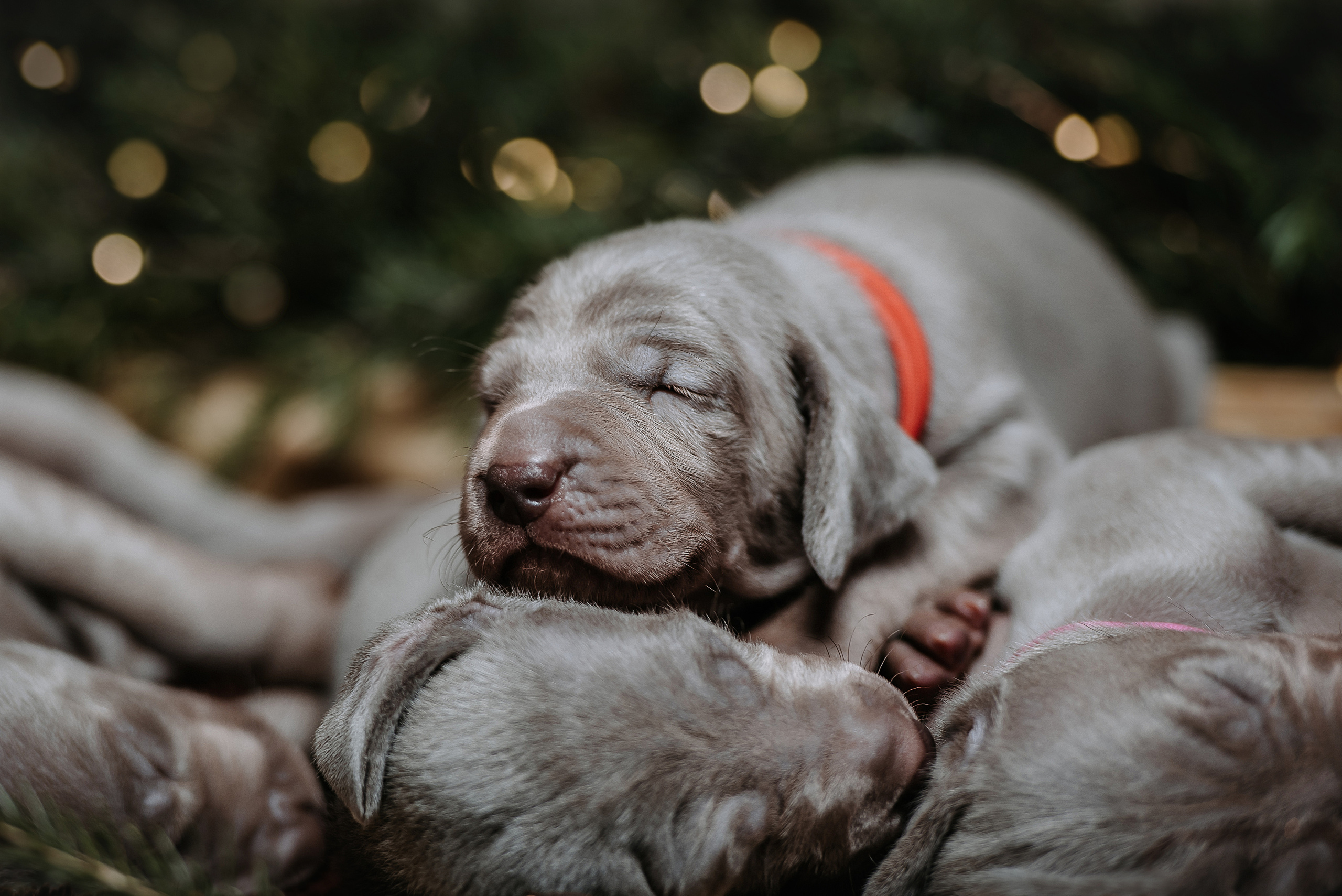 Веймарские легавые. Фотограф Диана Оленина Красноярск / Братск