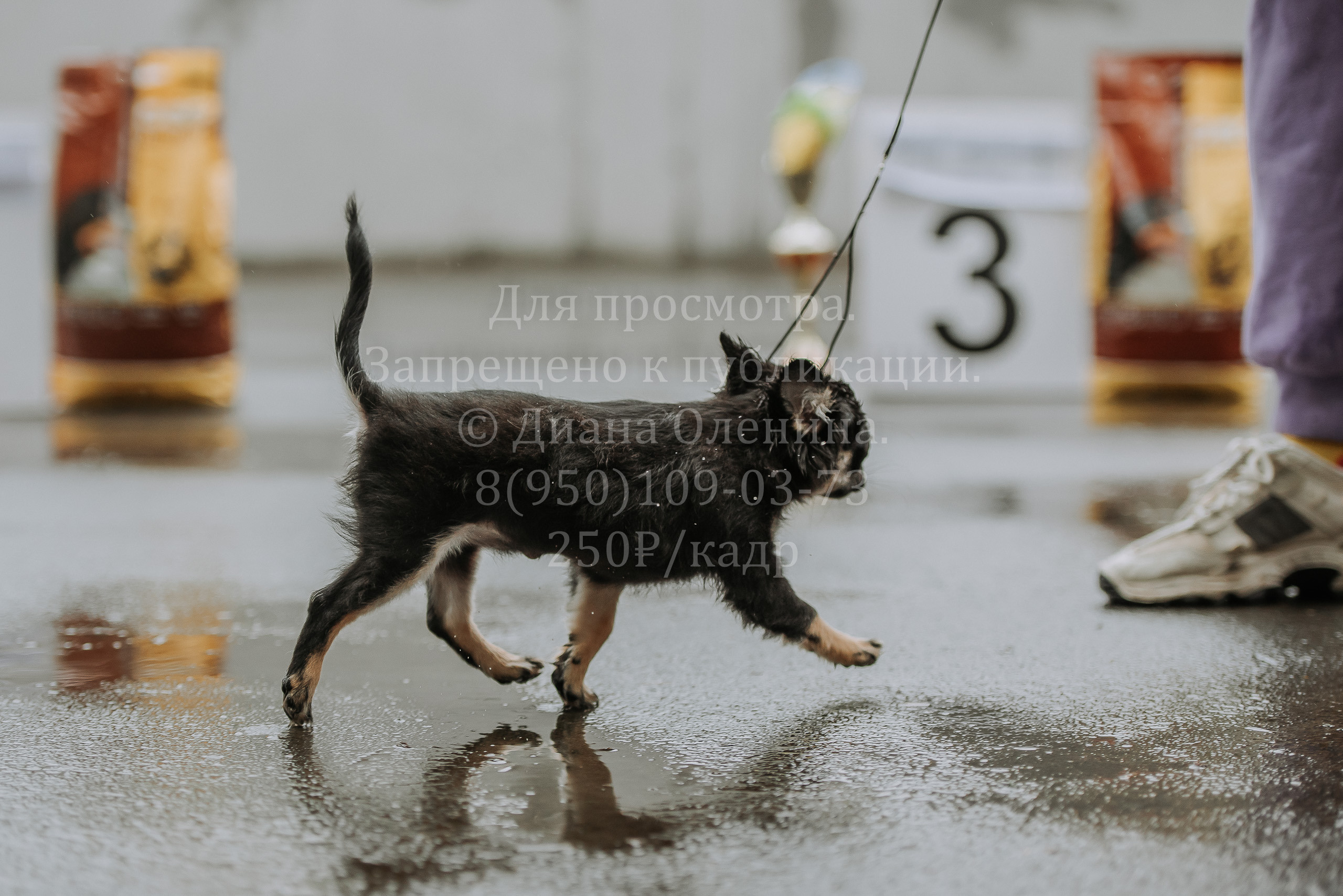 Выставка собак Братск 3 сентября 2022 Фаворит. Фотограф Диана Оленина Красноярск / Братск