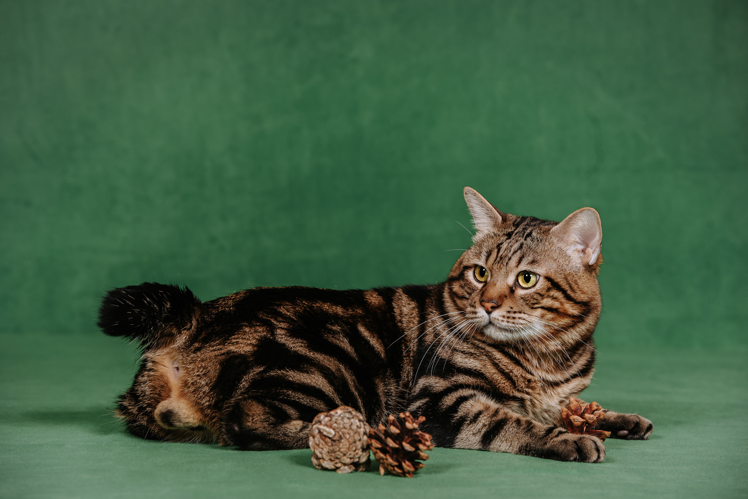 Курильский бобтейл. Фотограф Диана Оленина Красноярск / Братск