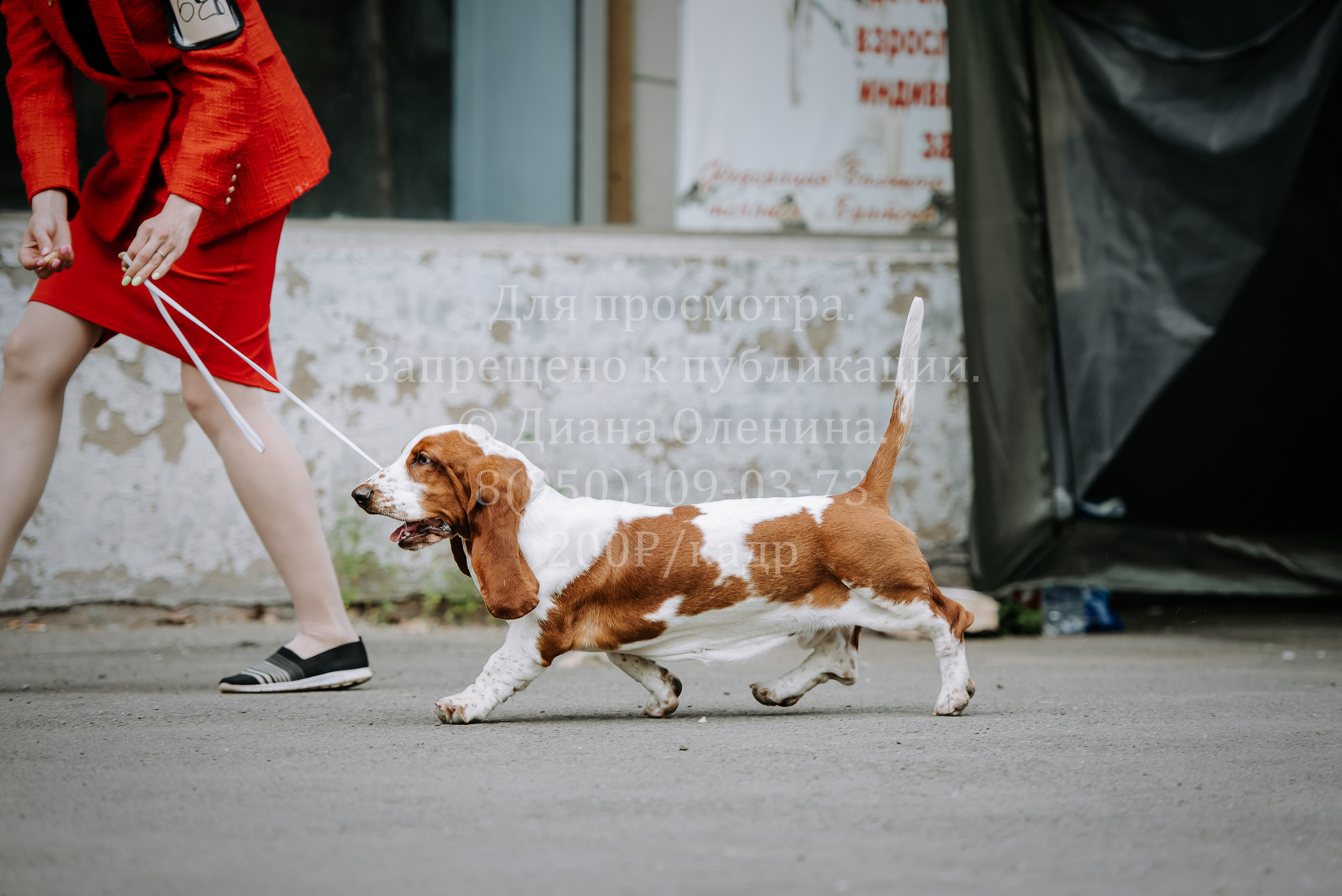 25 июня 2022 г. Братск БГОО КЛС Континенталь. Выставка собак. Фотограф Диана Оленина Красноярск / Братск