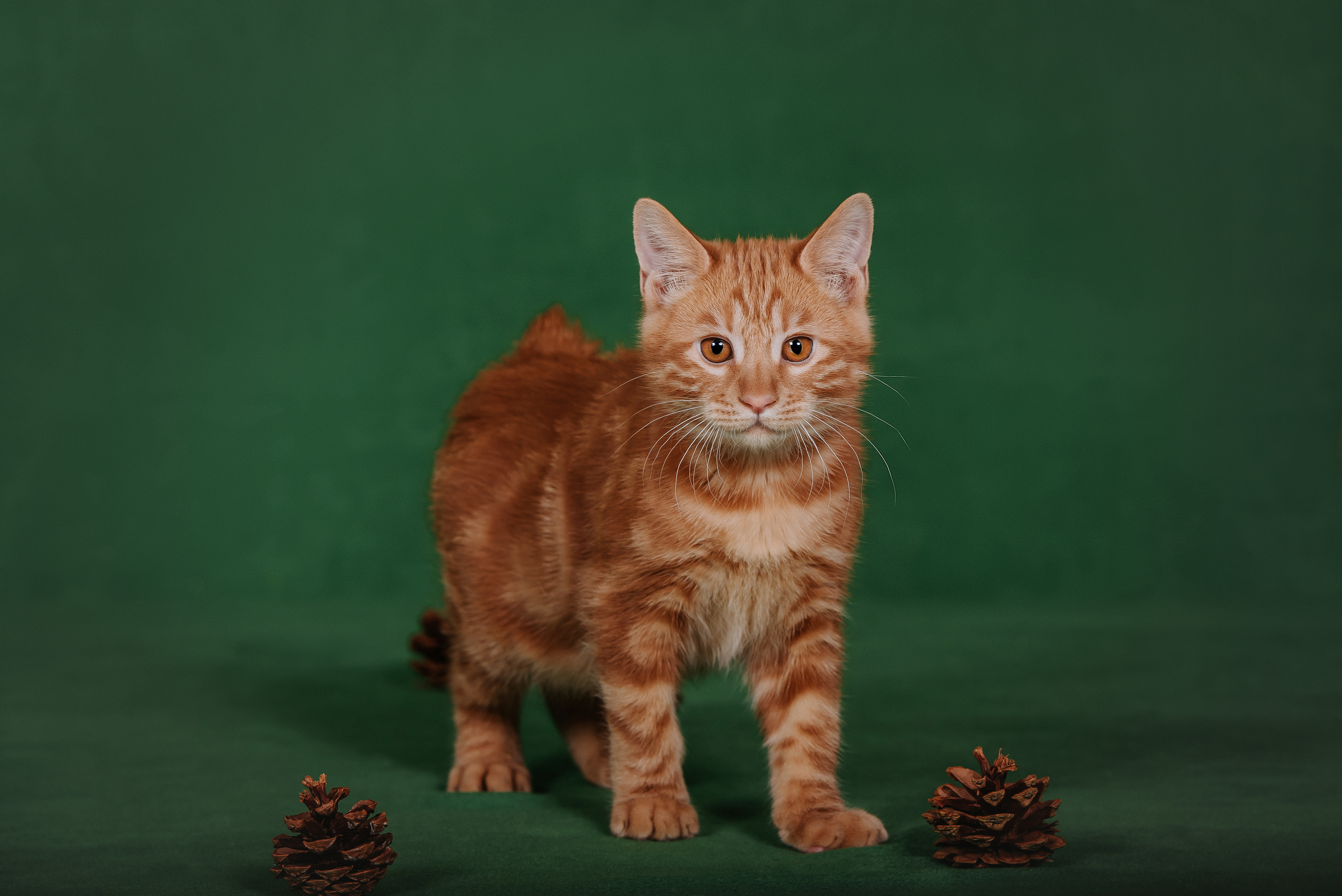 Курильский бобтейл. Фотограф Диана Оленина Красноярск / Братск