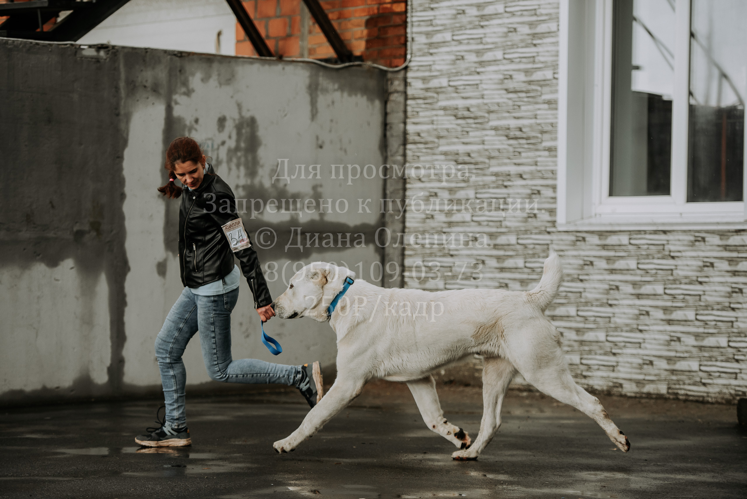 Выставка собак Братск 3 сентября 2022 Фаворит. Фотограф Диана Оленина Красноярск / Братск