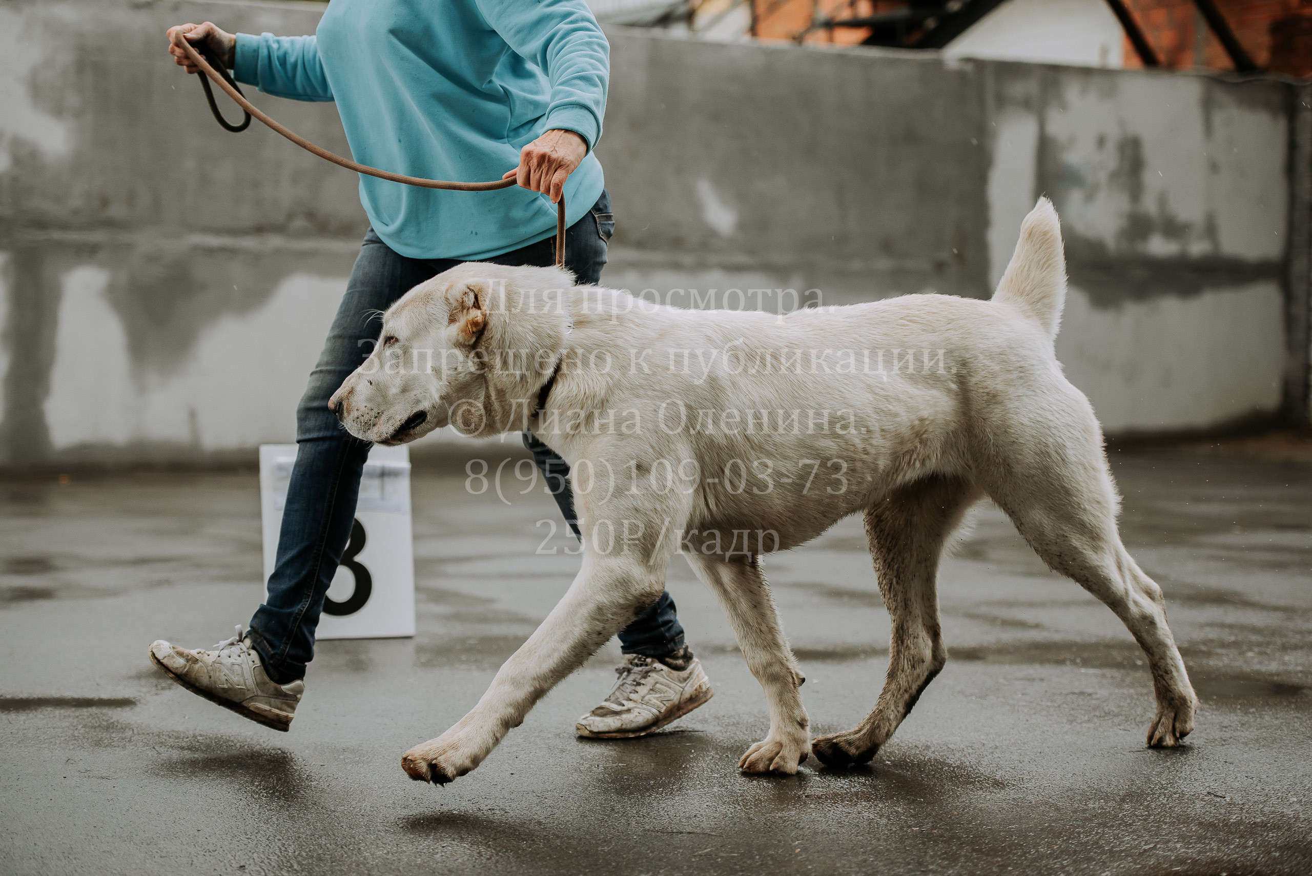 Выставка собак Братск 3 сентября 2022 Фаворит. Фотограф Диана Оленина Красноярск / Братск