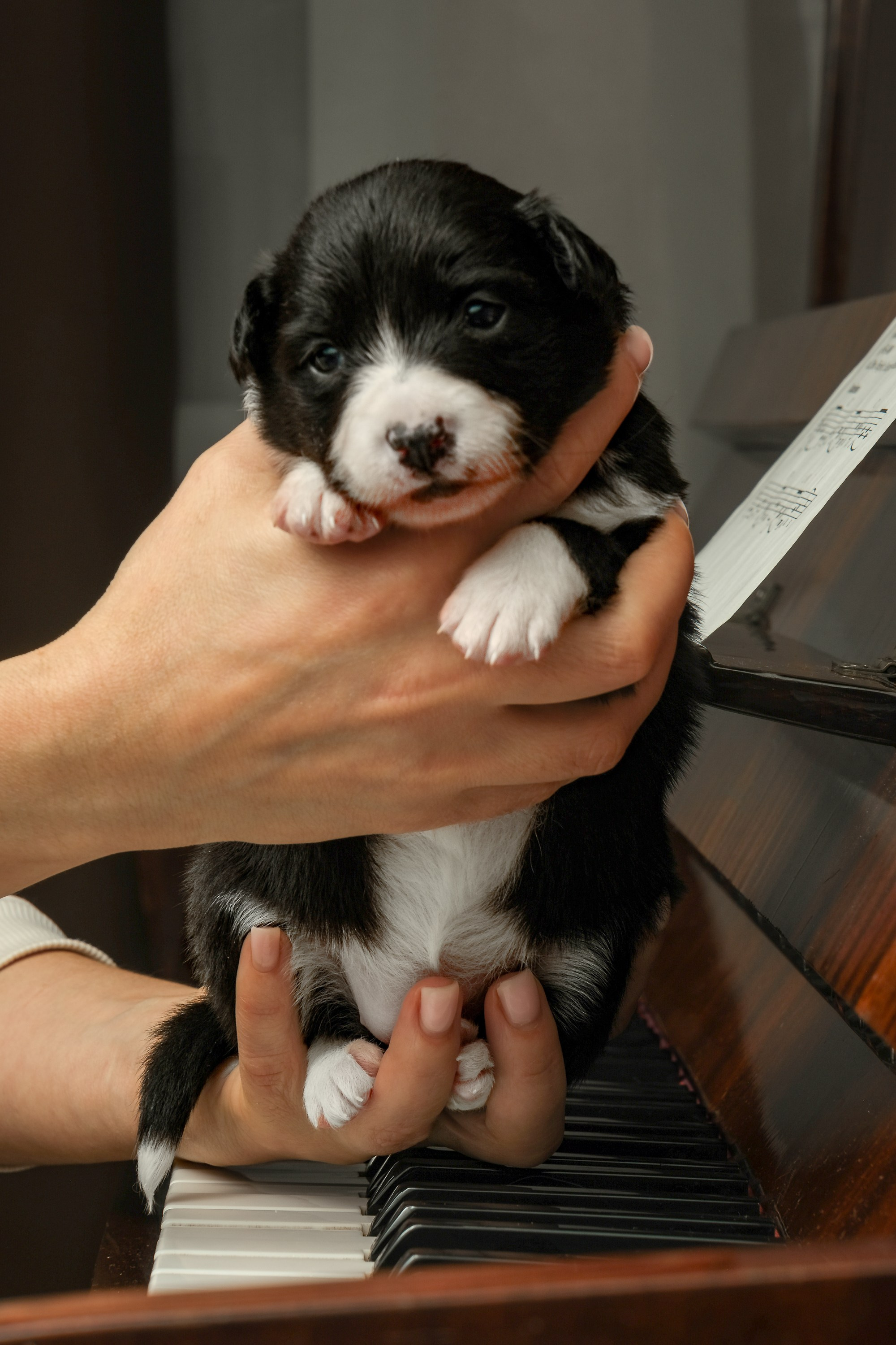 Щенки. Портретный и семейный фотограф в Перми Лена Лоза. Портрет для бизнеса